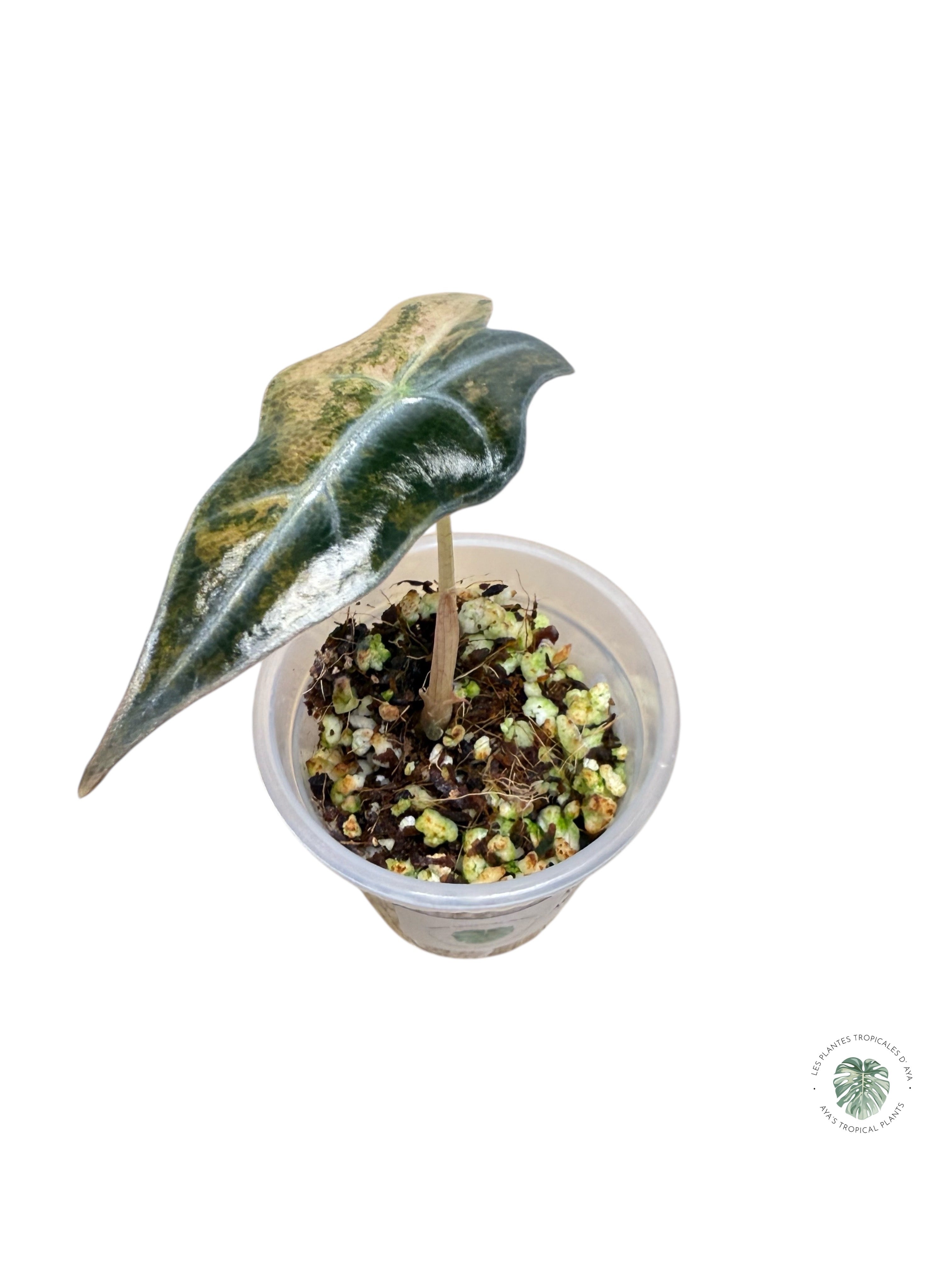 Alocasia Nobilis Variegated Aurea| Rare TC Plant| Aya's Tropical Plants