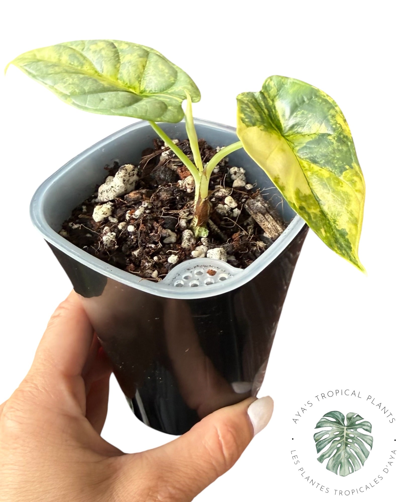 Alocasia Silver Dragon Aurea Variegated