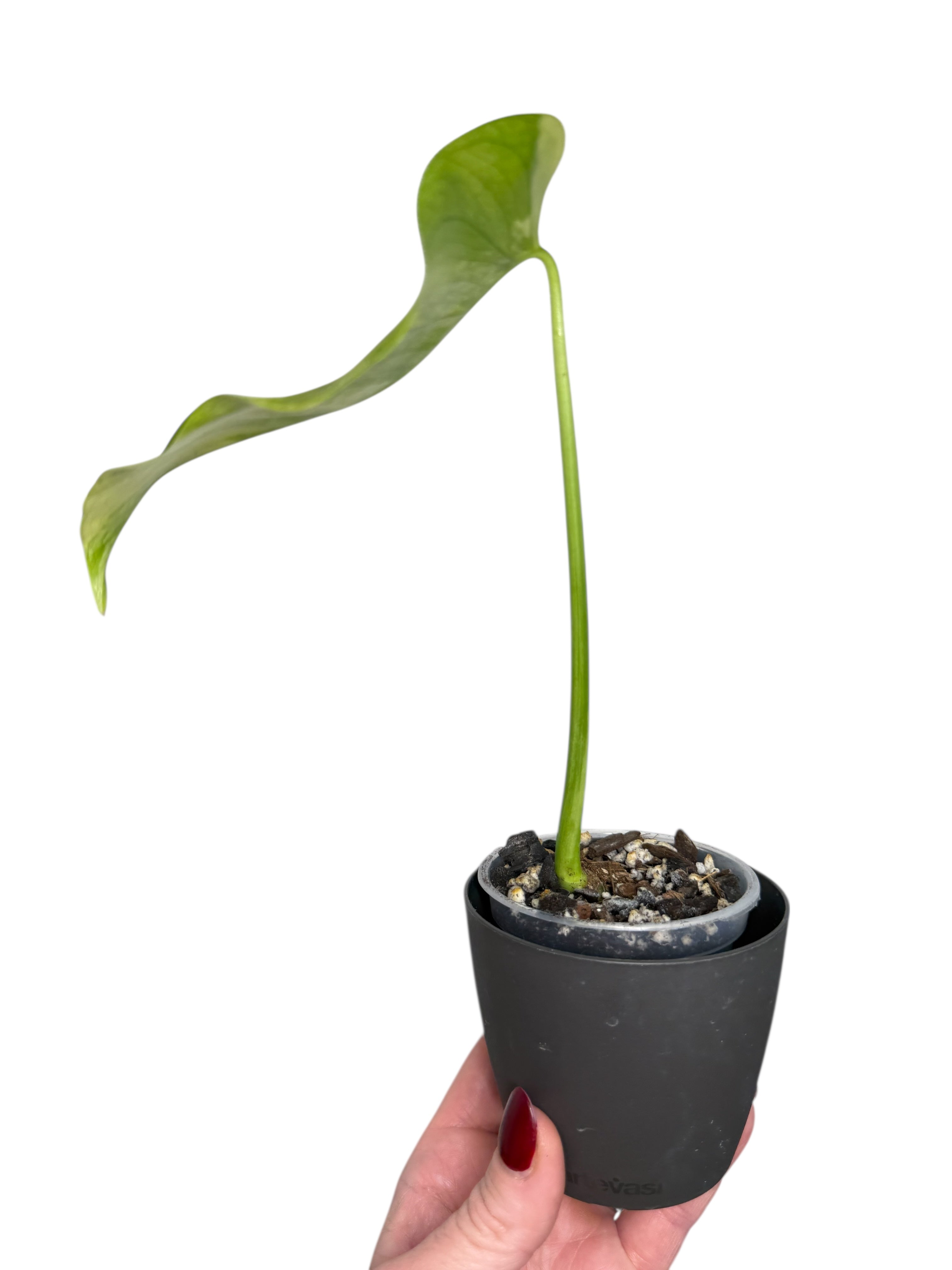 Monstera Deliciosa Pom Pom