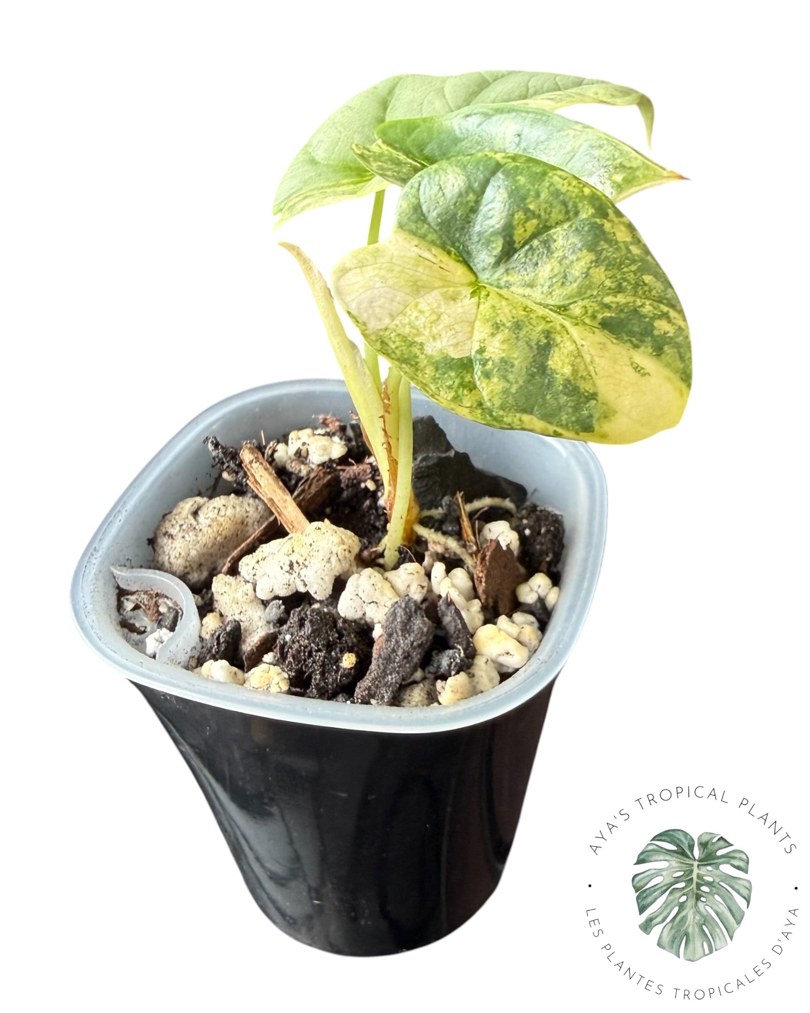 Alocasia Silver Dragon Aurea Variegated