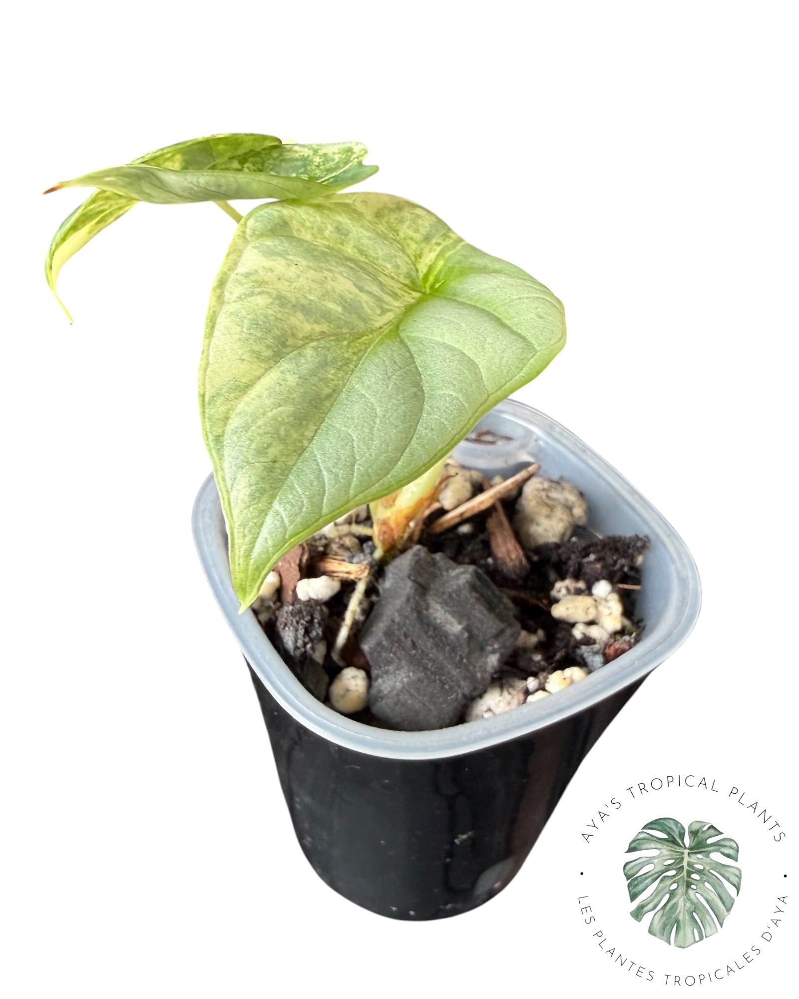 Alocasia Silver Dragon Aurea Variegated