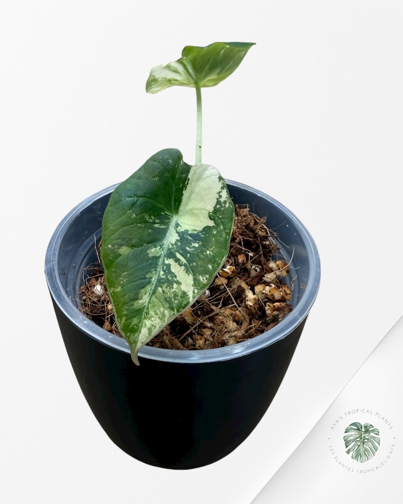 Alocasia Black Velvet Pink Variegated