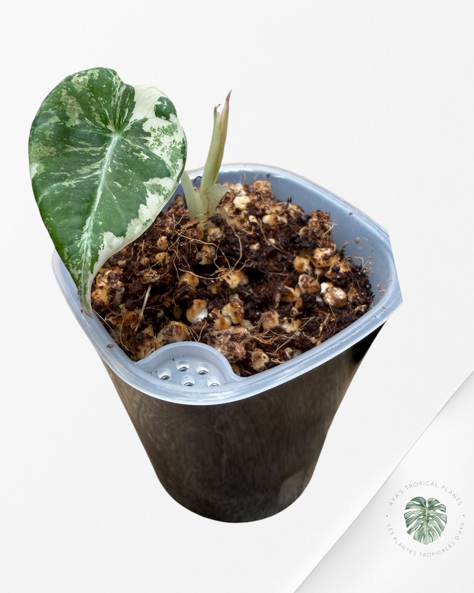 Alocasia Black Velvet Pink Variegated