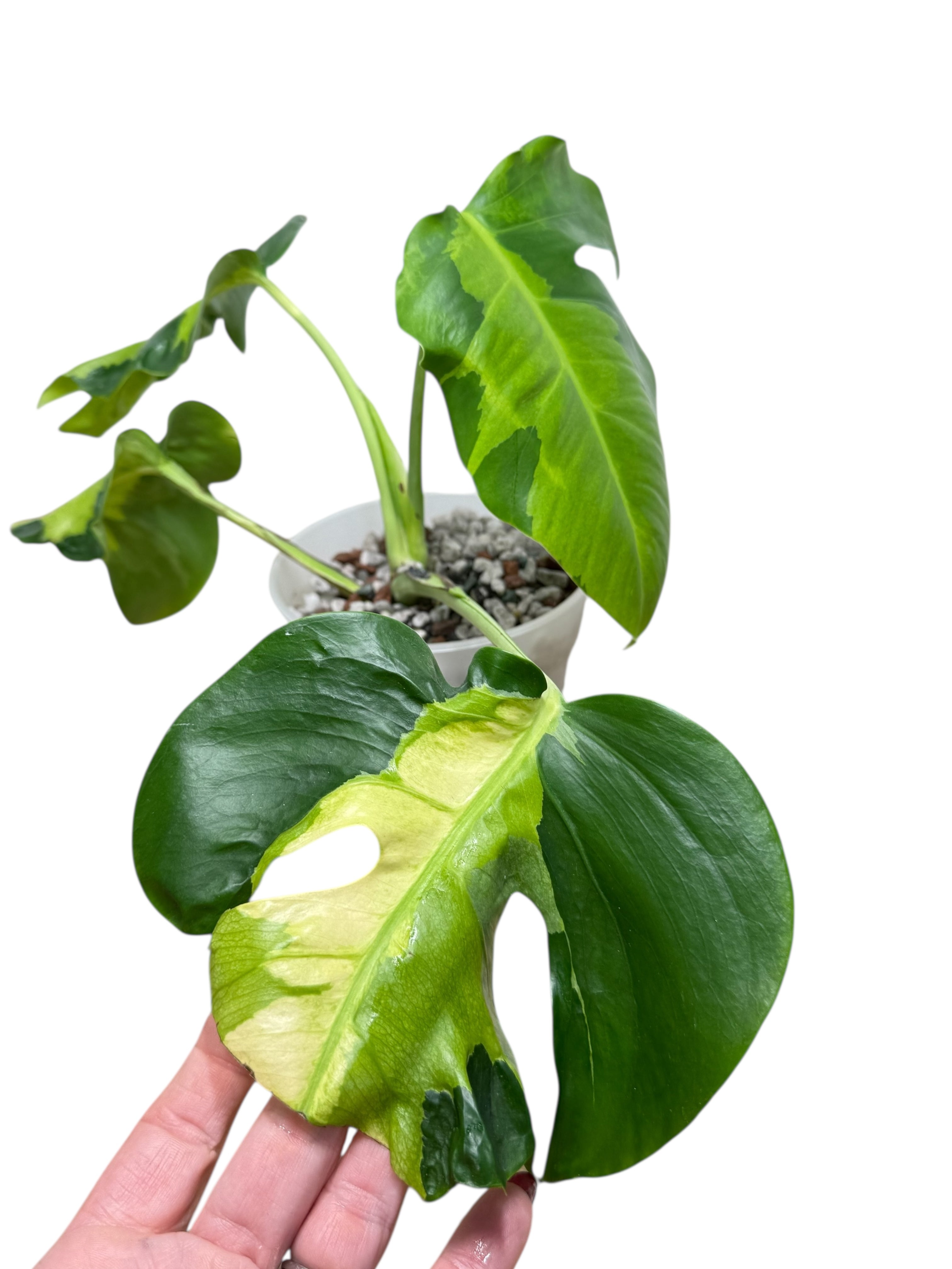 Monstera Deliciosa White Lava