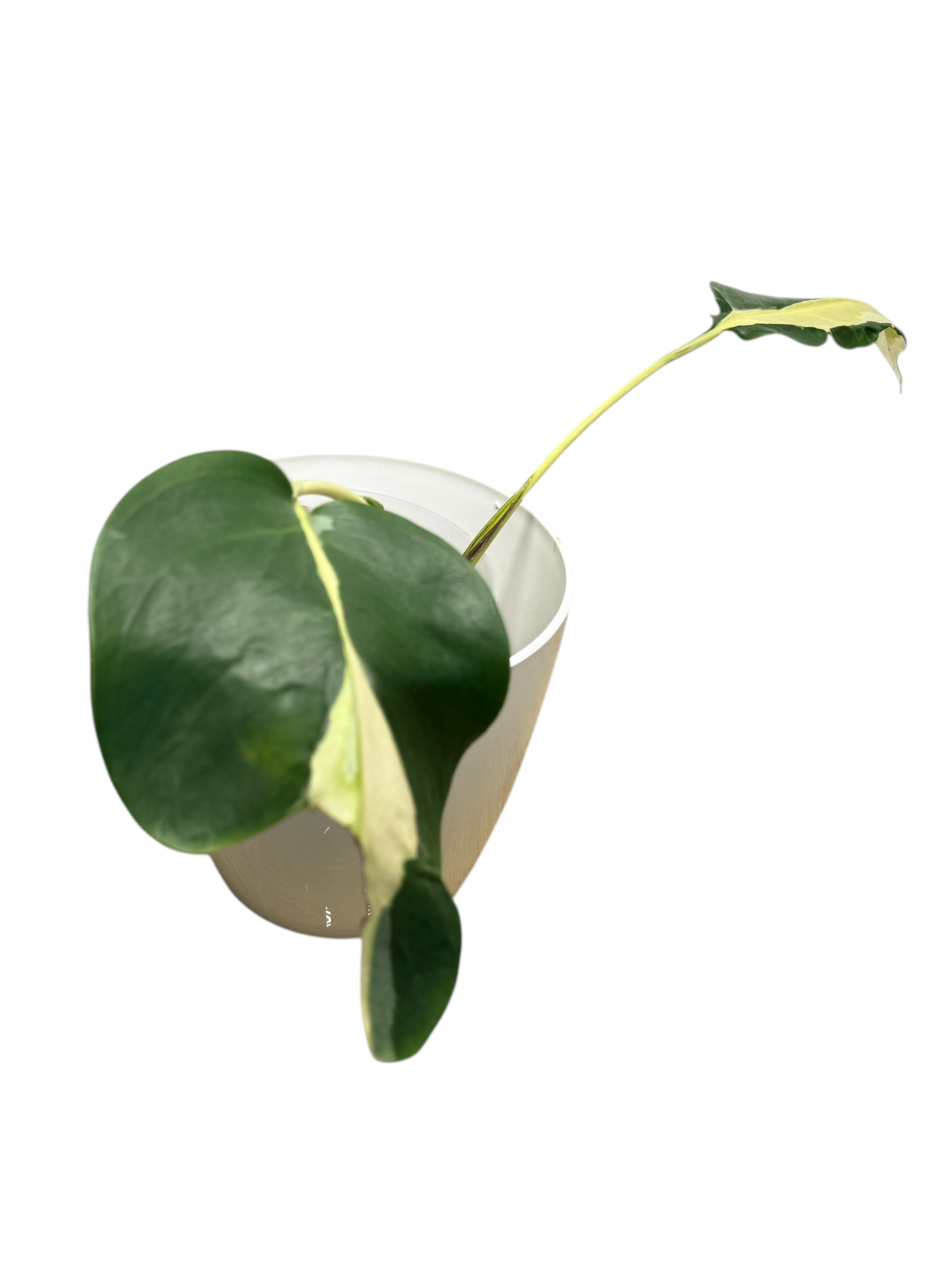 Monstera Deliciosa White Lava