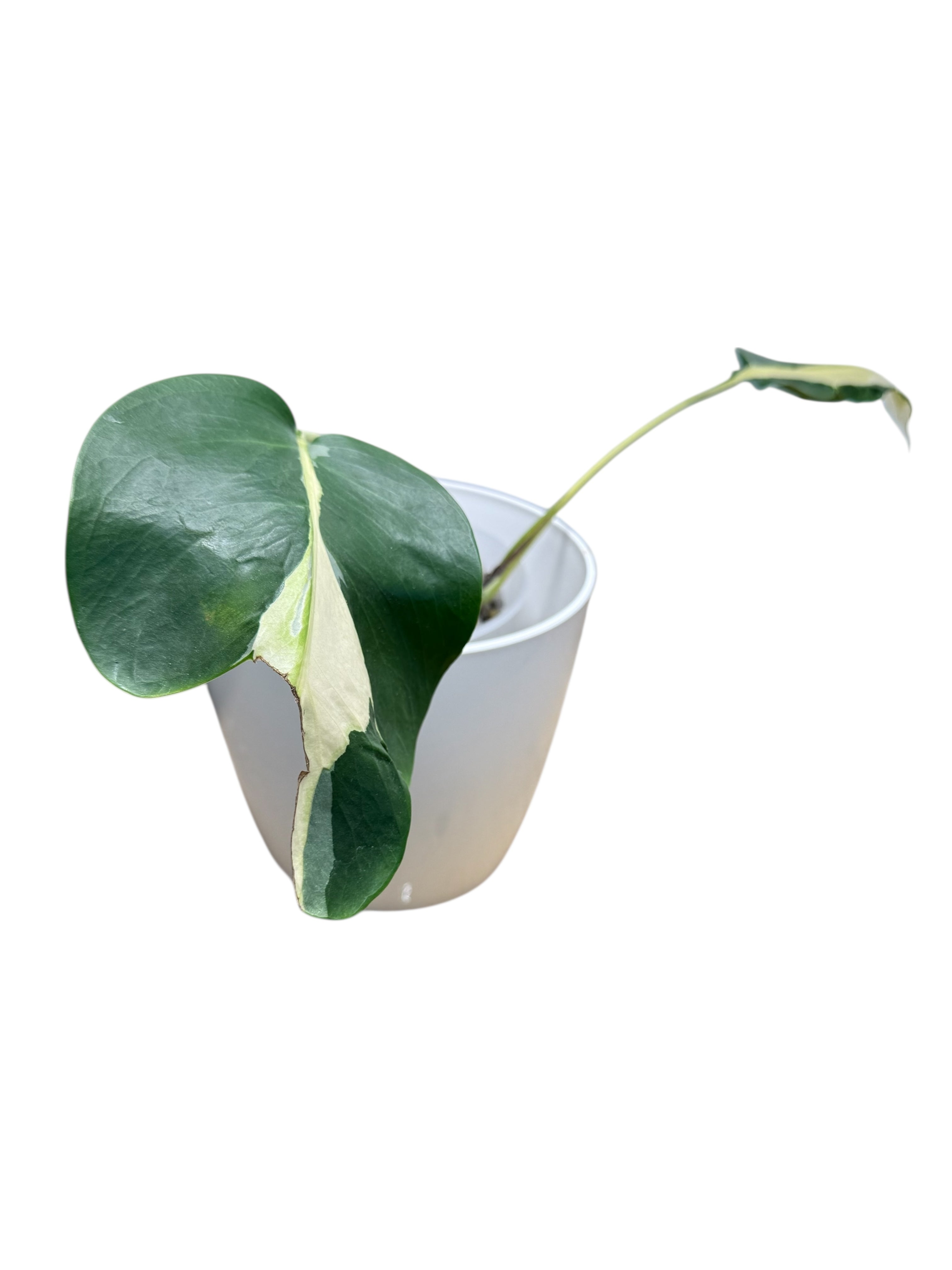 Monstera Deliciosa White Lava