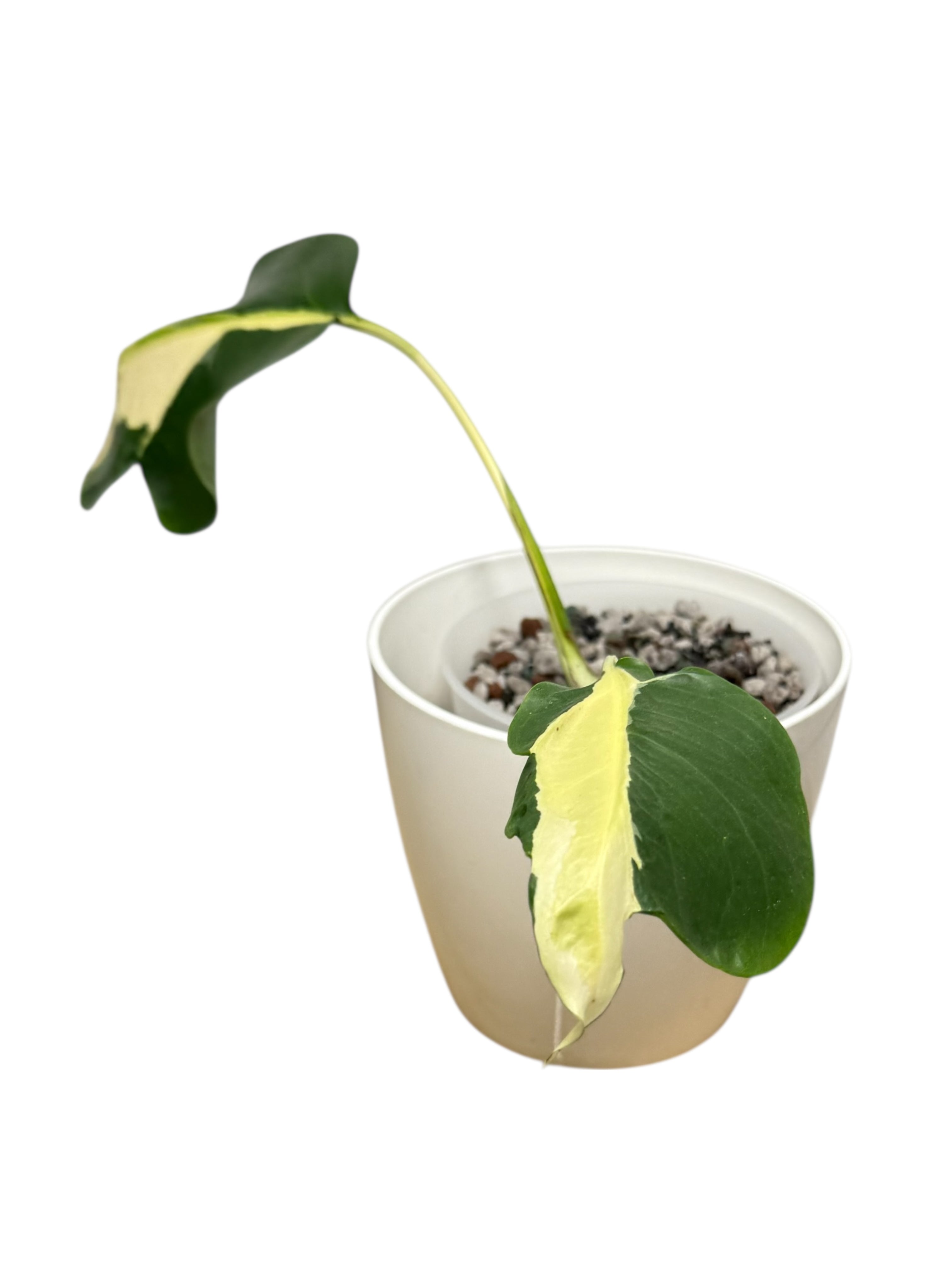 Monstera Deliciosa White Lava