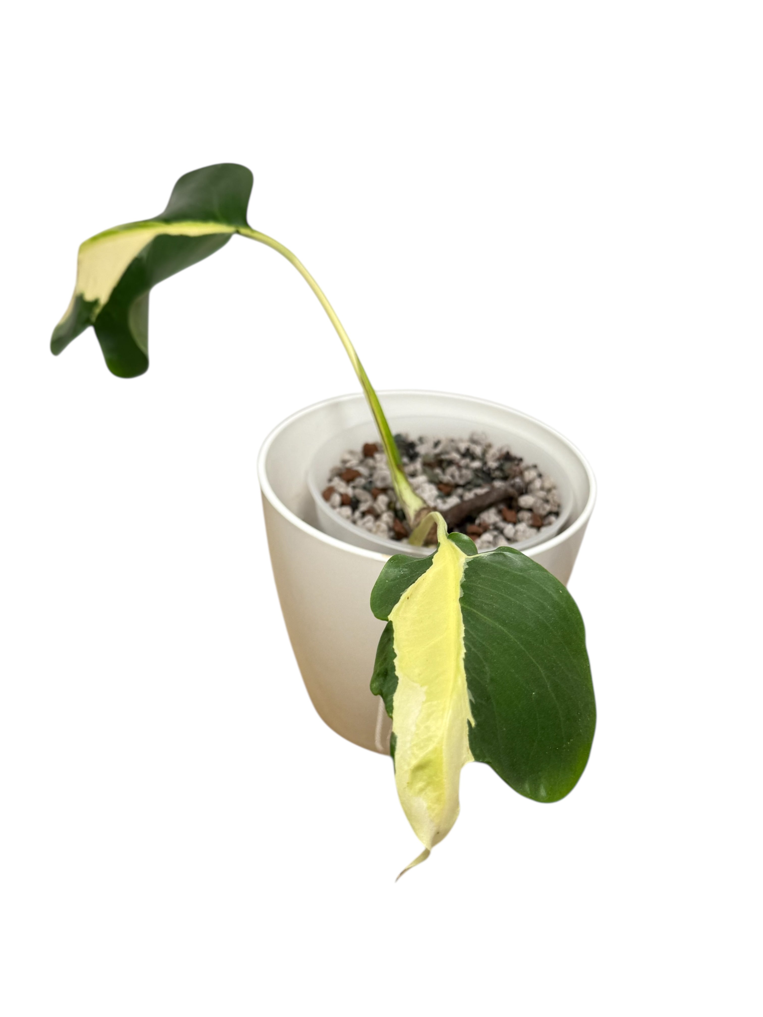 Monstera Deliciosa White Lava