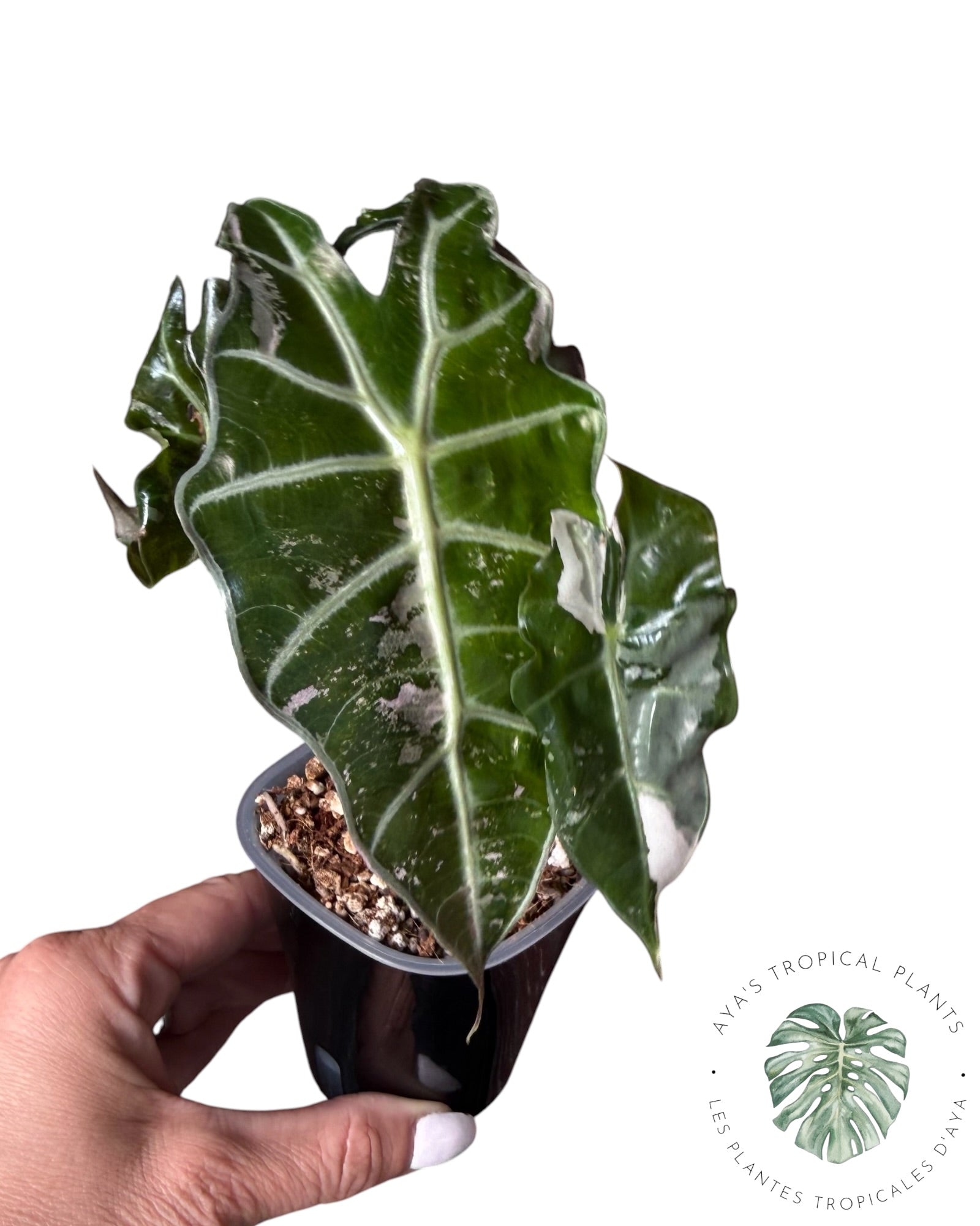 Alocasia Polly Pink Snowflake