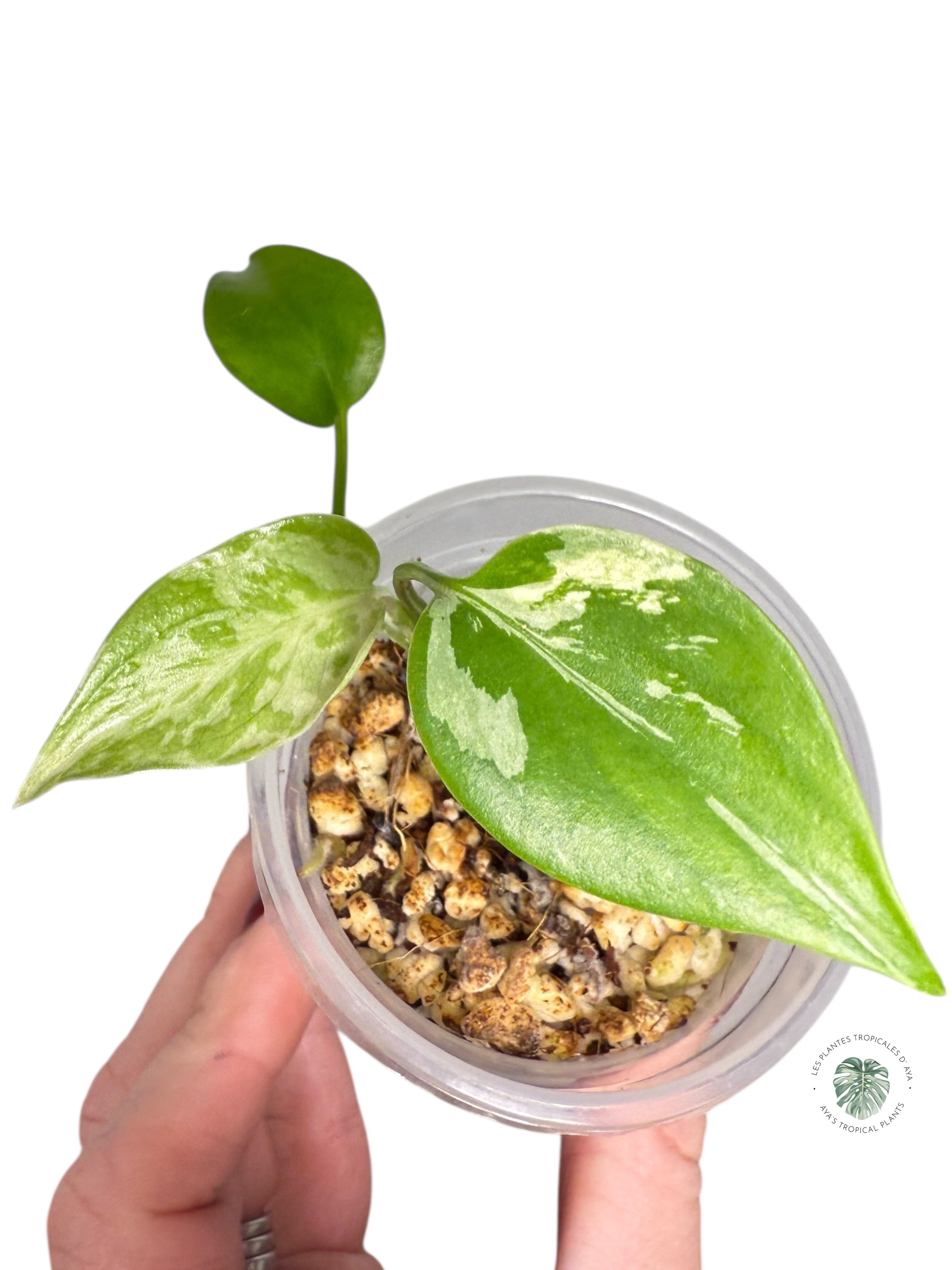 Monstera Deliciosa Bulbasaur | Rare TC Plant| Aya's Tropical Plants