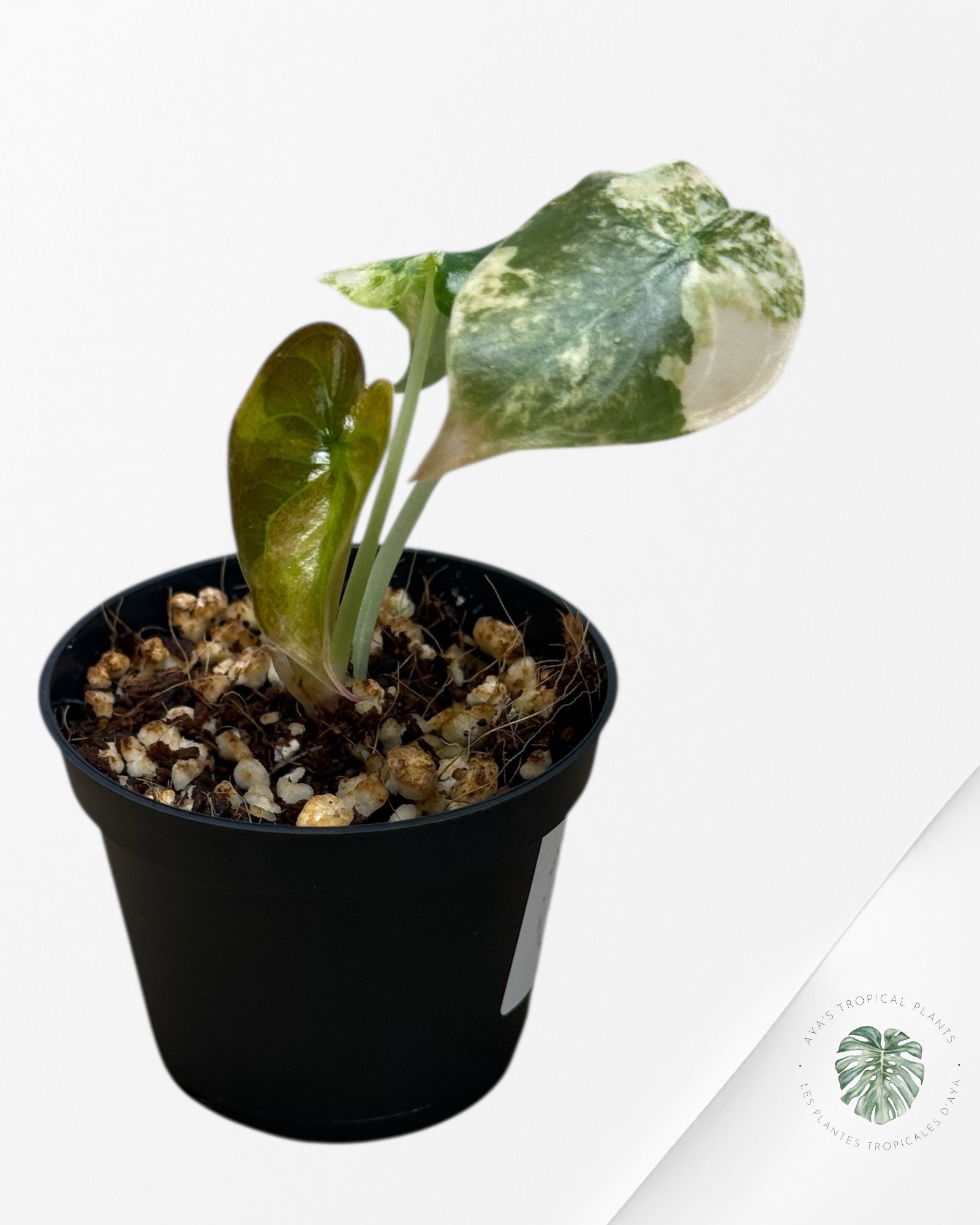 Alocasia Cuprea Golden Latte - 01