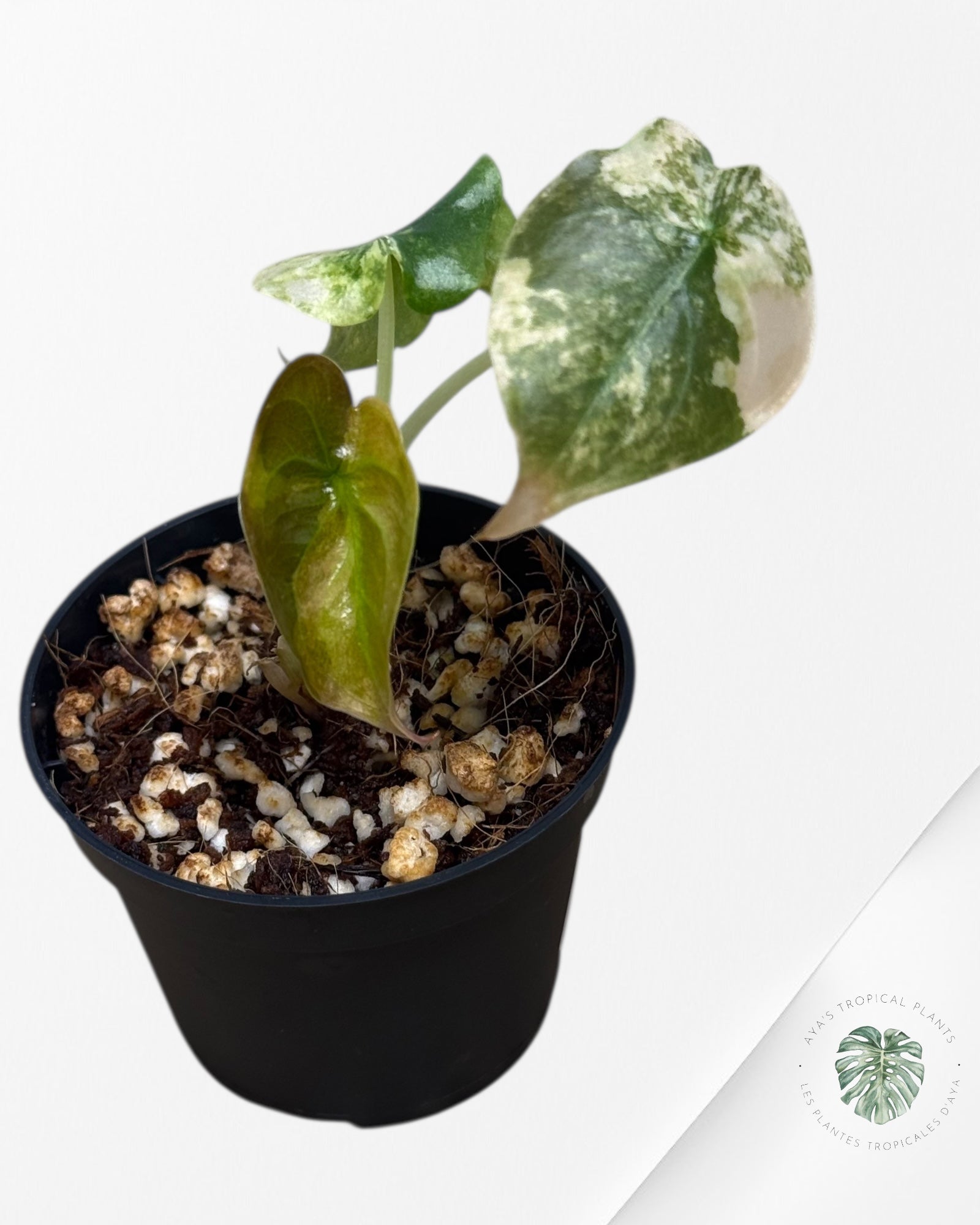 Alocasia Cuprea Golden Latte - 01