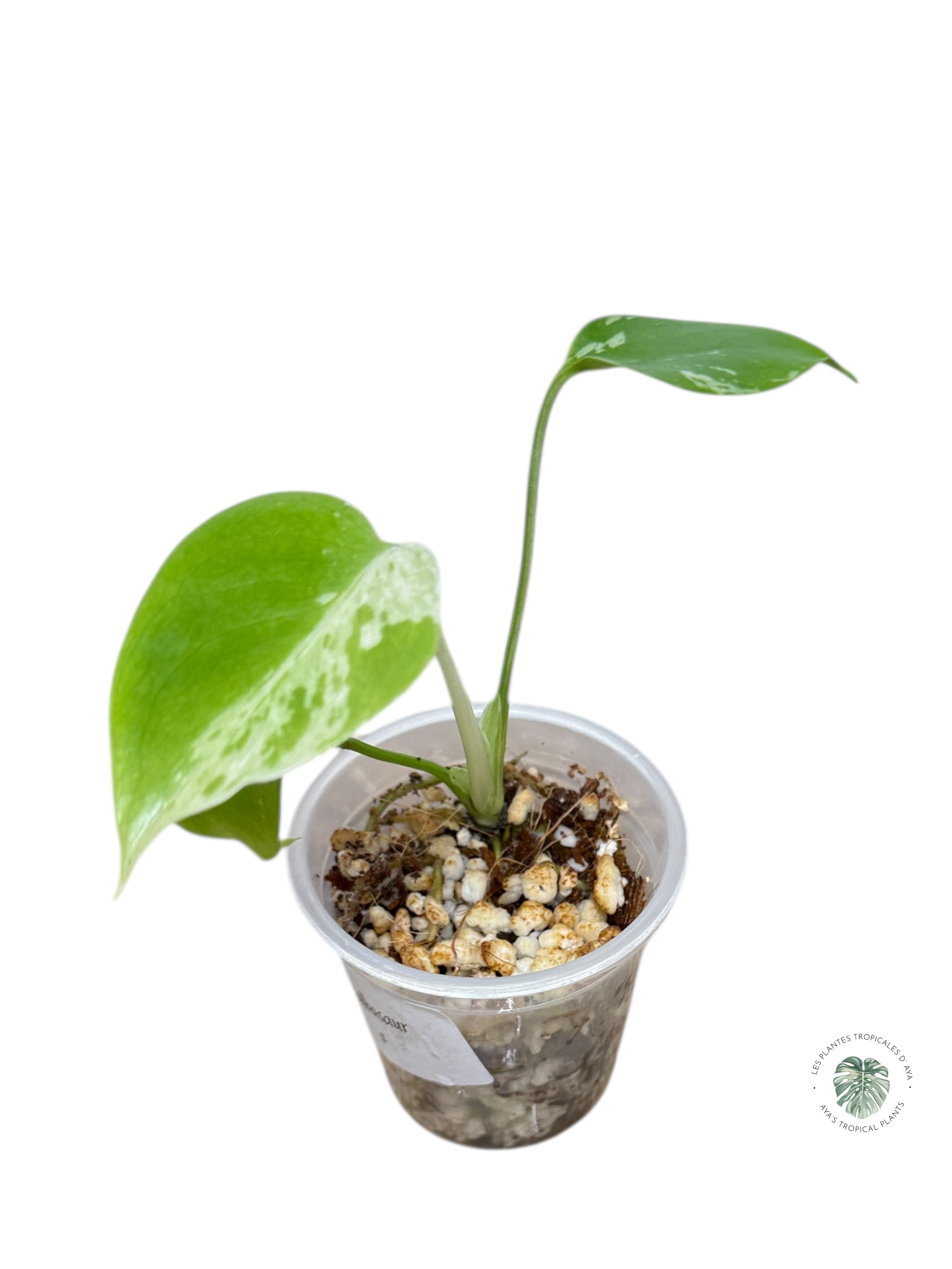 Monstera Deliciosa Bulbasaur | Rare TC Plant| Aya's Tropical Plants