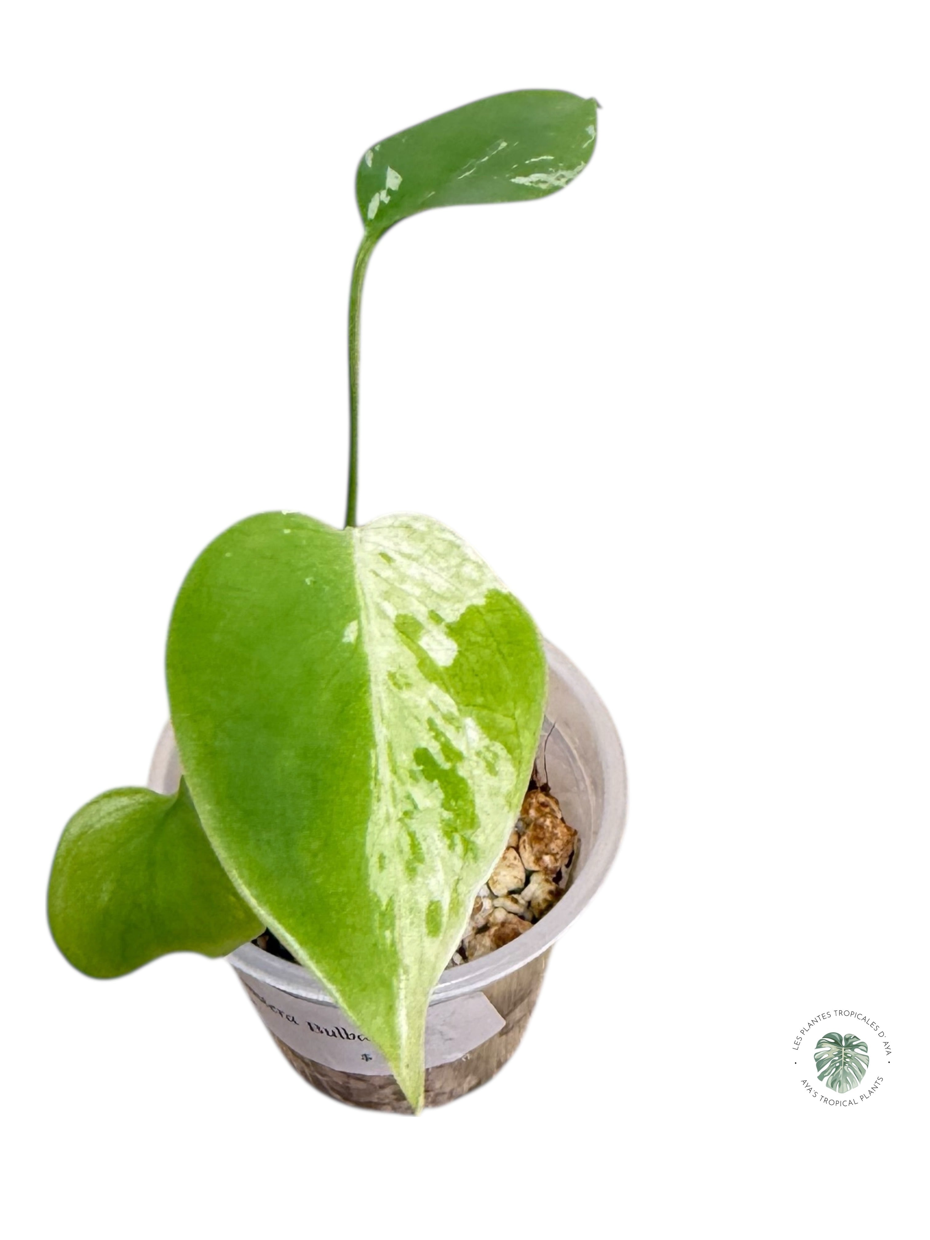 Monstera Deliciosa Bulbasaur | Rare TC Plant| Aya's Tropical Plants