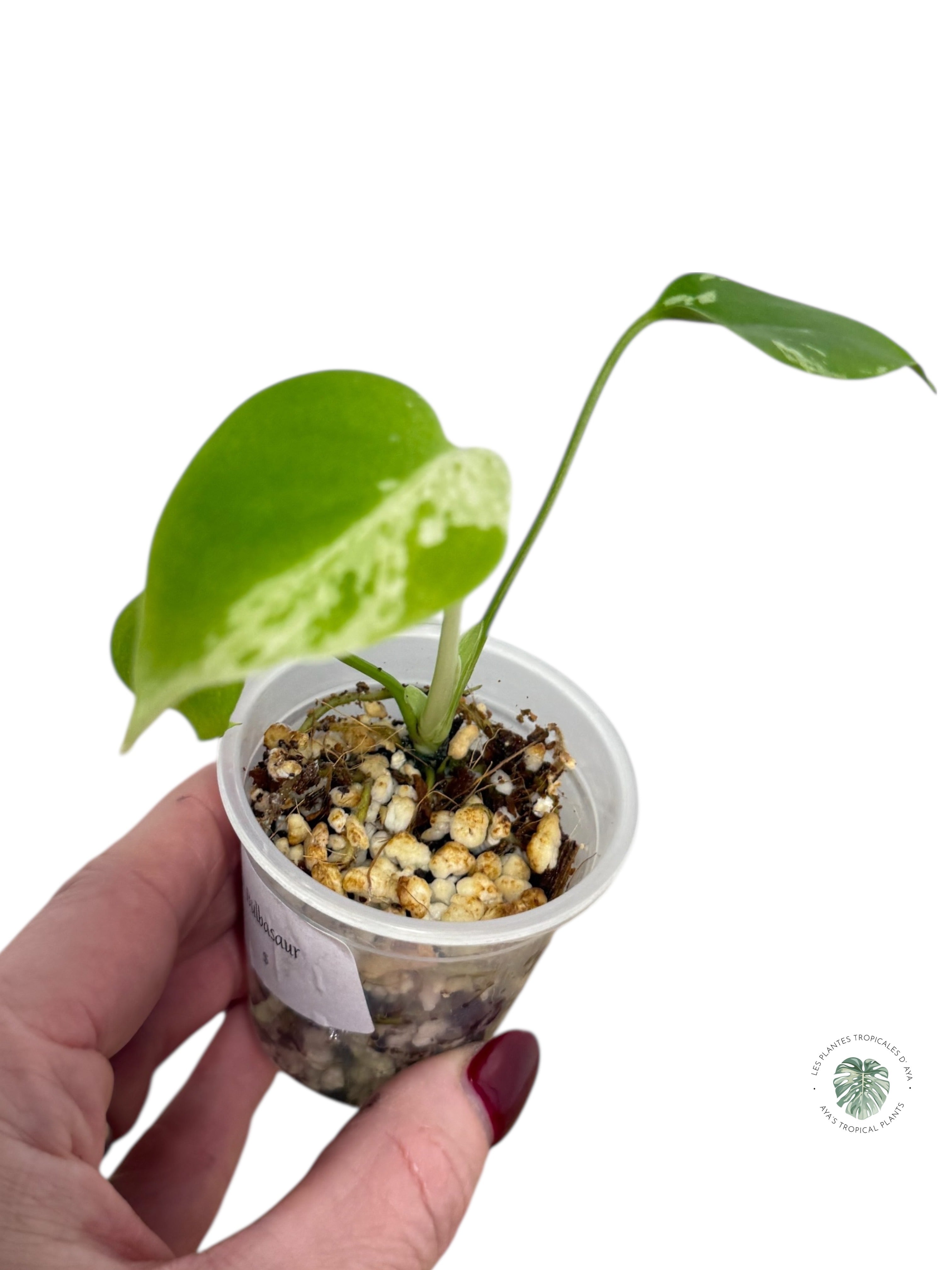 Monstera Deliciosa Bulbasaur | Rare TC Plant| Aya's Tropical Plants