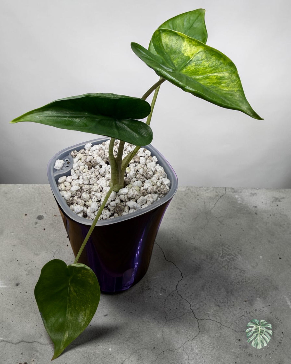 Alocasia Macrorrhizos ‘Shock Treatment’ Aurea Panaché