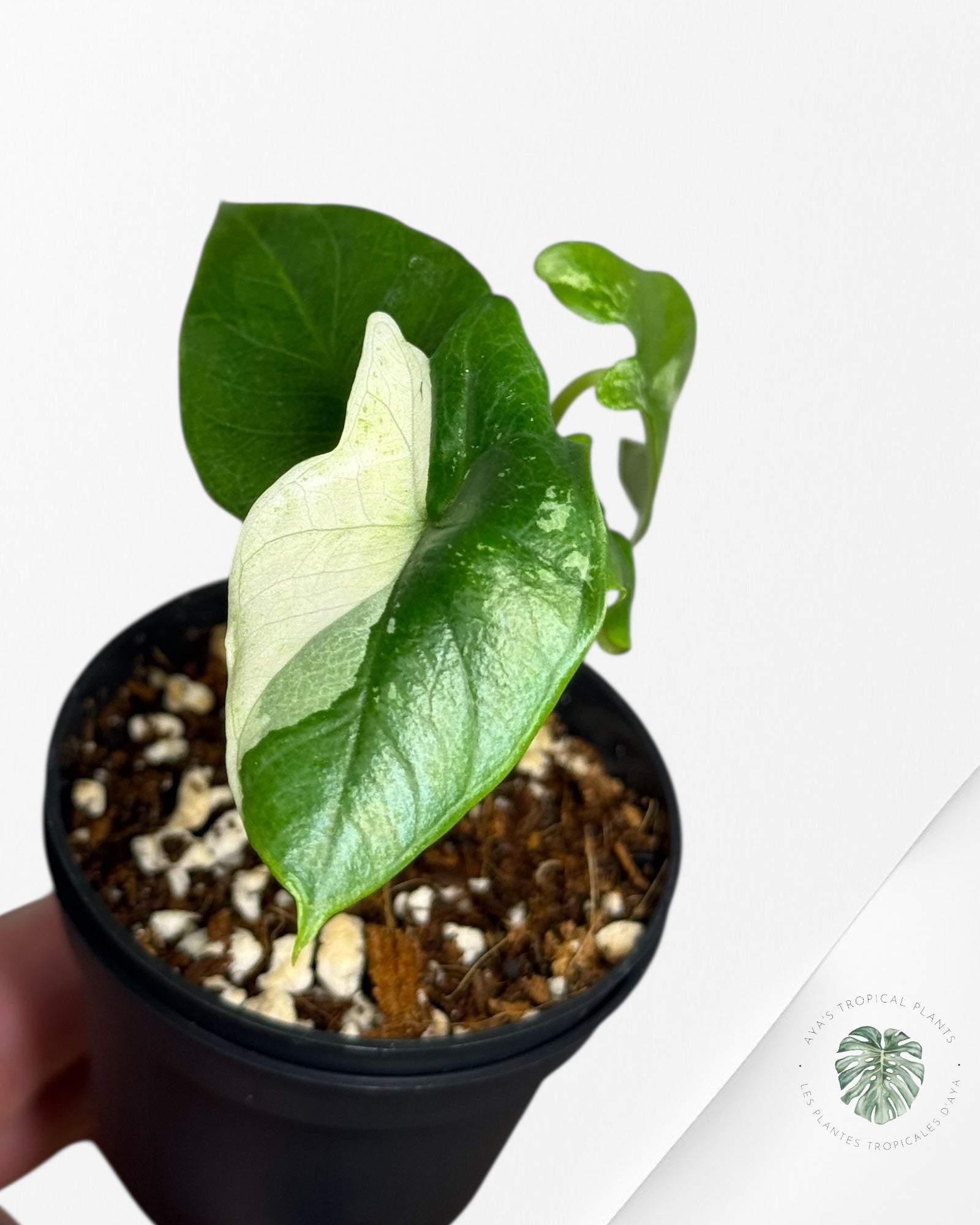 Alocasia Bisma sp. 'Platinum' Albo Variegated - 231