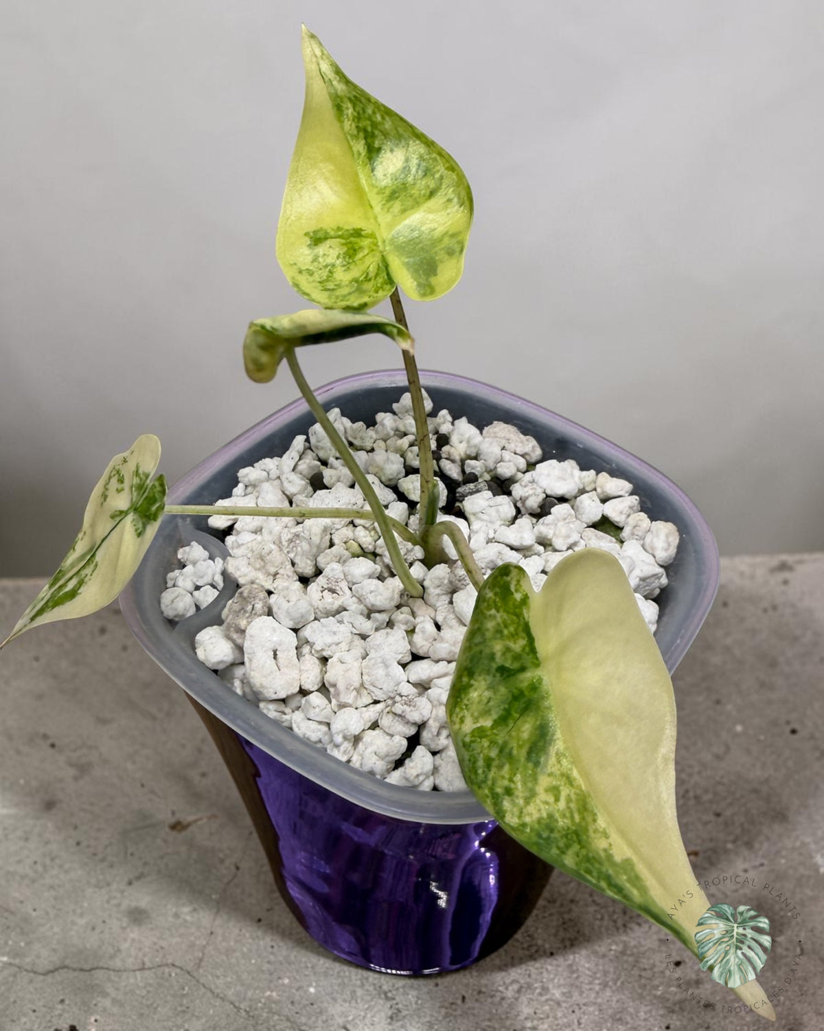 Alocasia Macrorrhizos ‘Shock Treatment’ Aurea Panaché