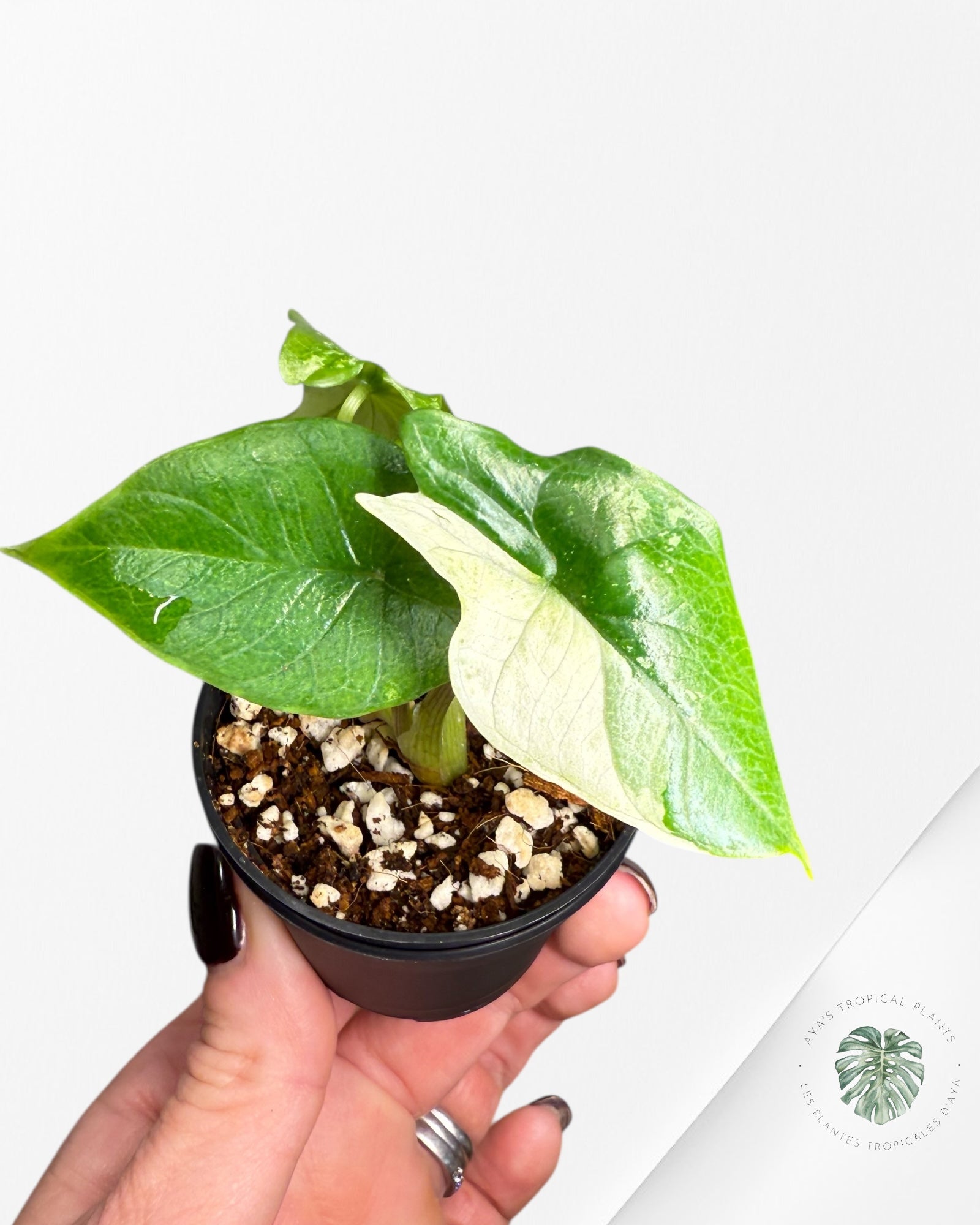 Alocasia Bisma sp. 'Platinum' Albo Variegated - 231