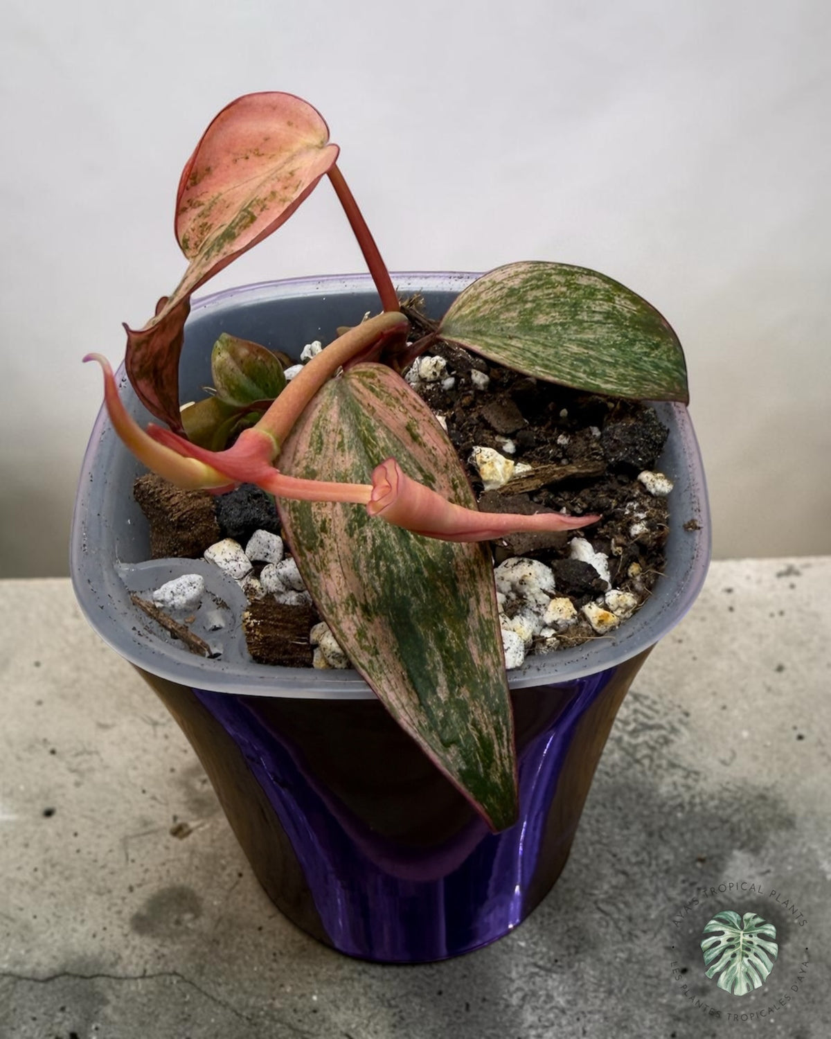 Philodendron Pink Micans Menthe