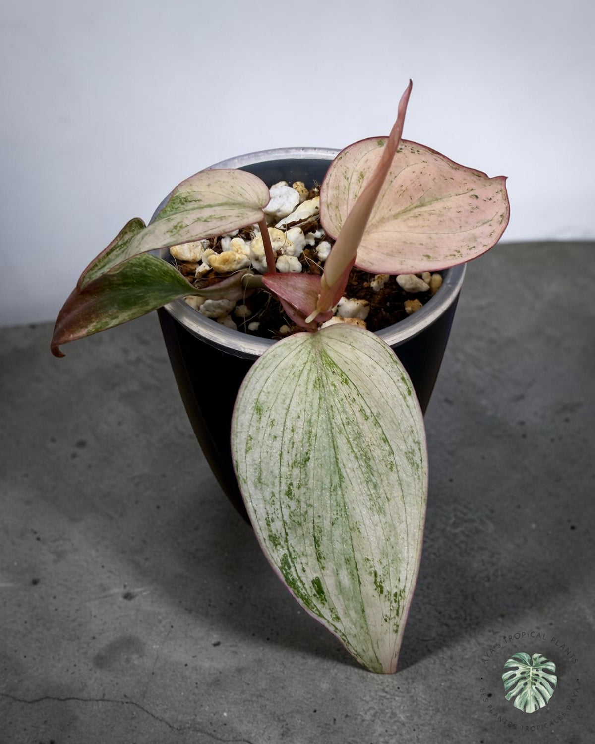 Philodendron Pink Micans Mint