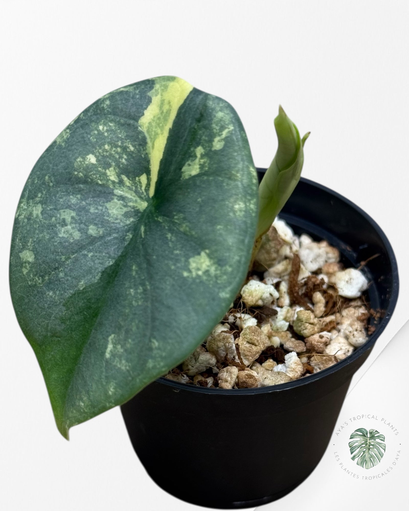 Alocasia Silver Dragon Variegated Aurea -GG