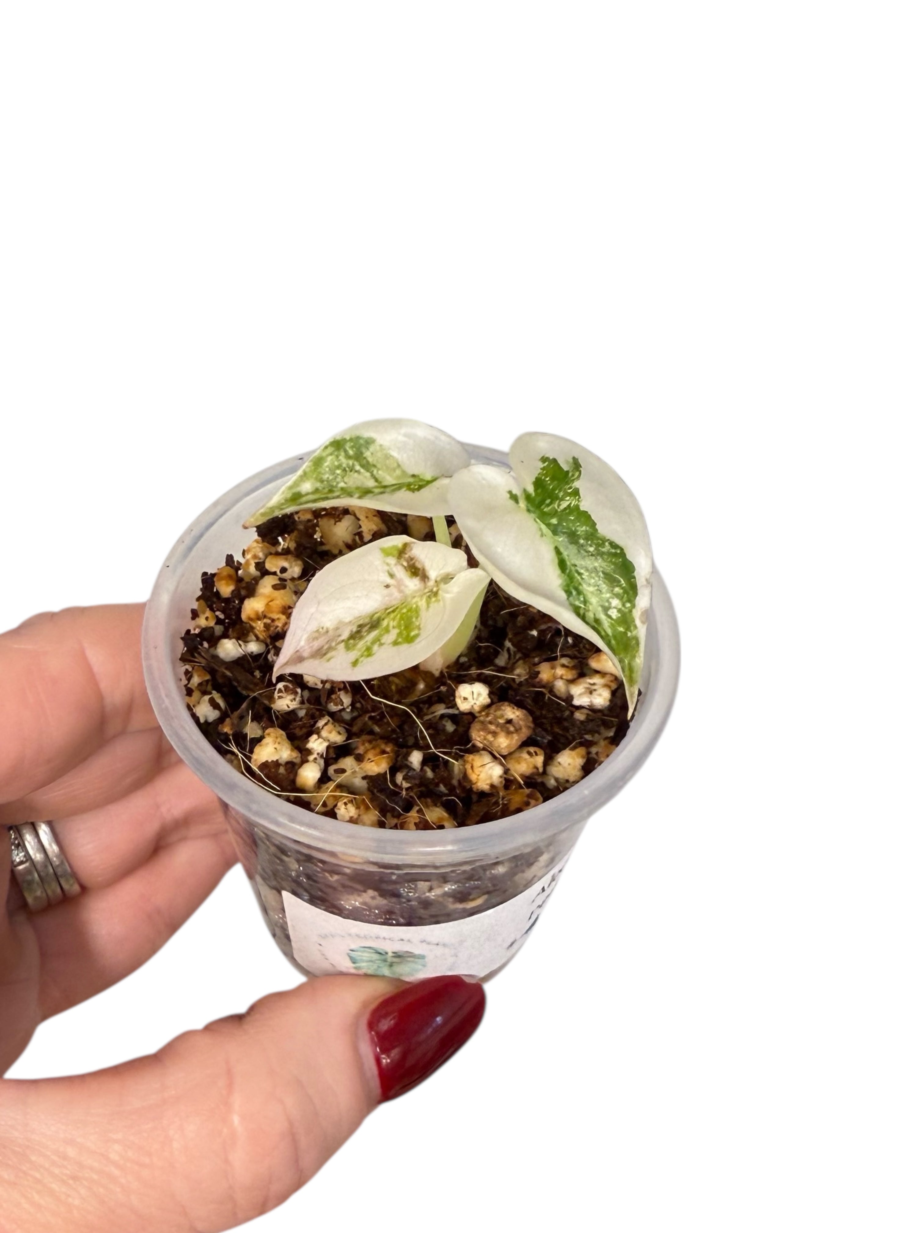 Alocasia Cuprea Pink Variegated | Rare TC Plant| Aya's Tropical Plants