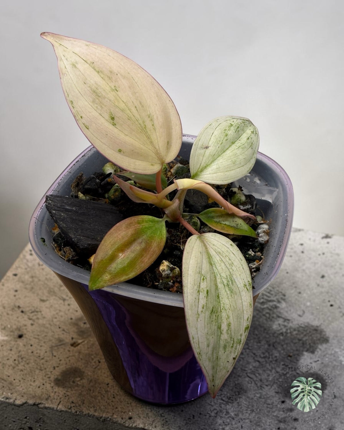 Philodendron Pink Micans Menthe