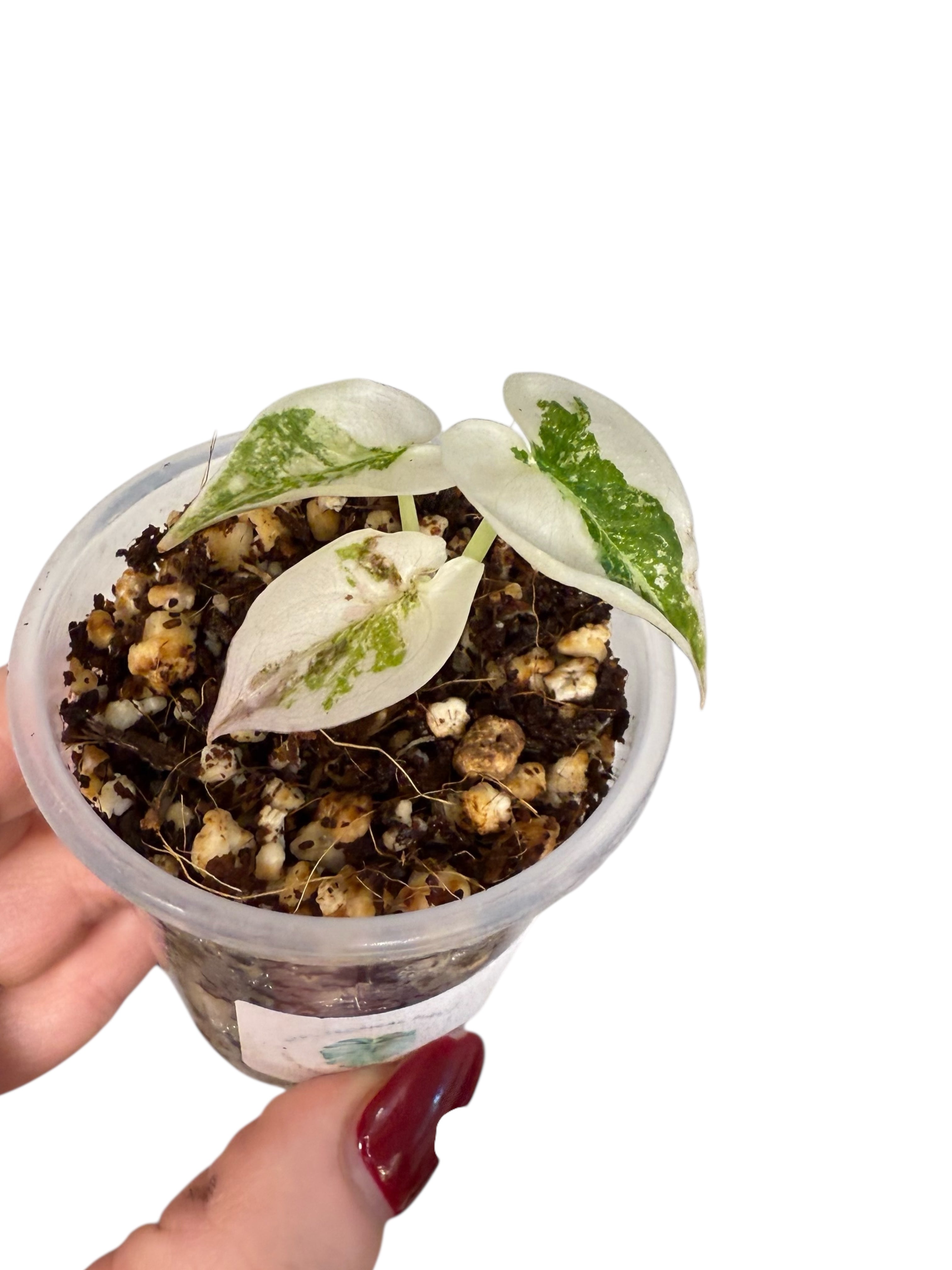 Alocasia Cuprea Pink Variegated | Rare TC Plant| Aya's Tropical Plants