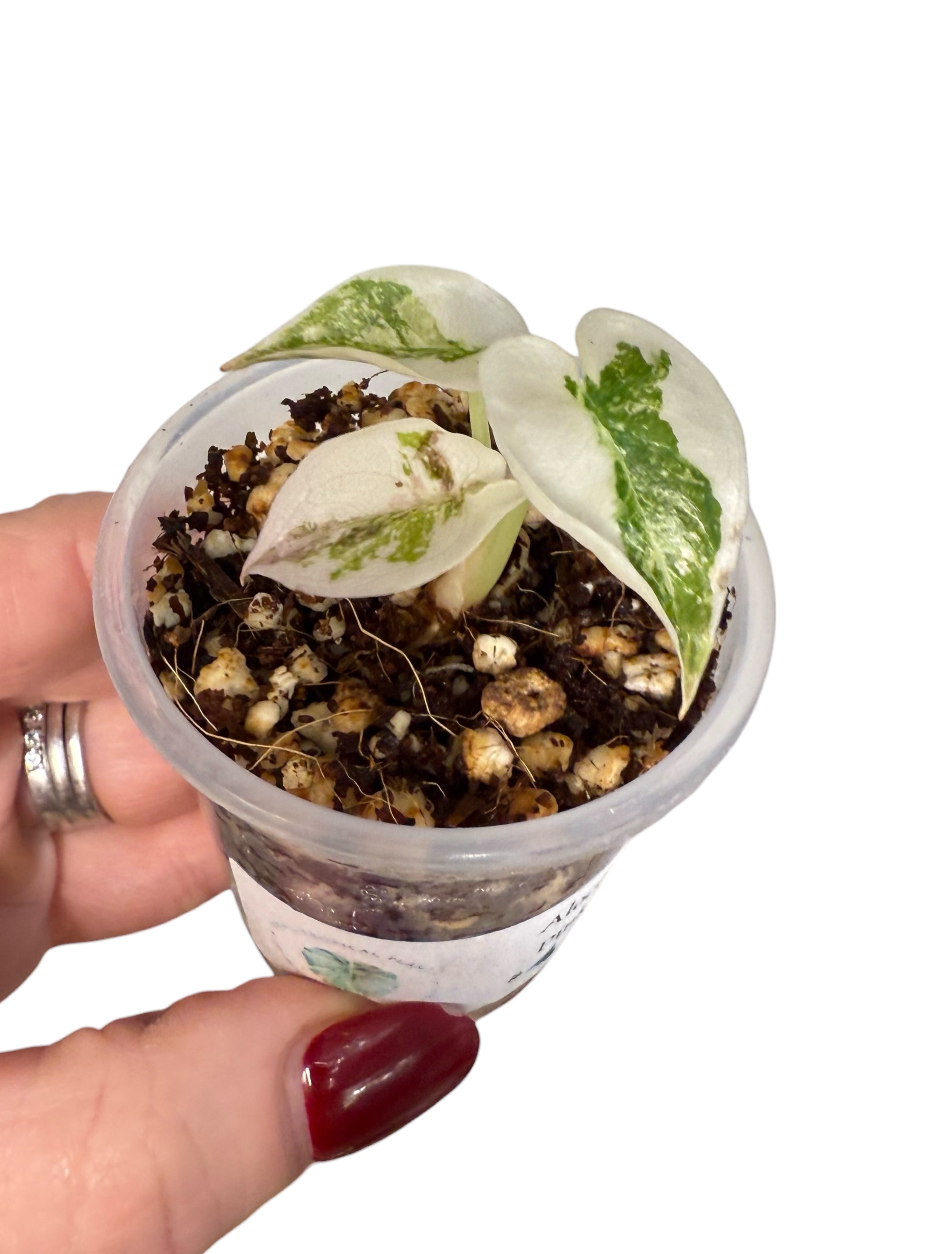 Alocasia Cuprea Pink Variegated | Rare TC Plant| Aya's Tropical Plants