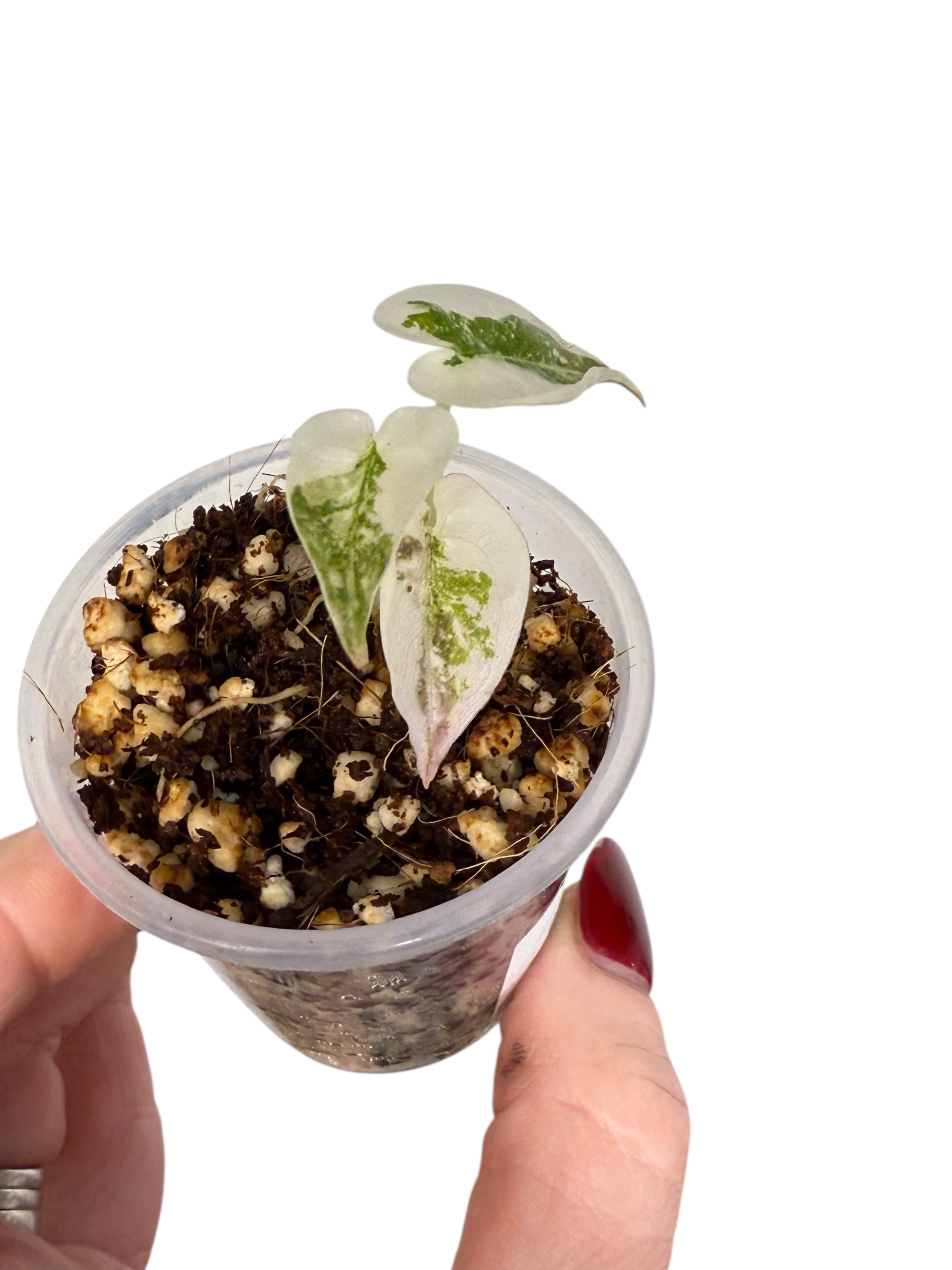 Alocasia Cuprea Pink Variegated | Rare TC Plant| Aya's Tropical Plants