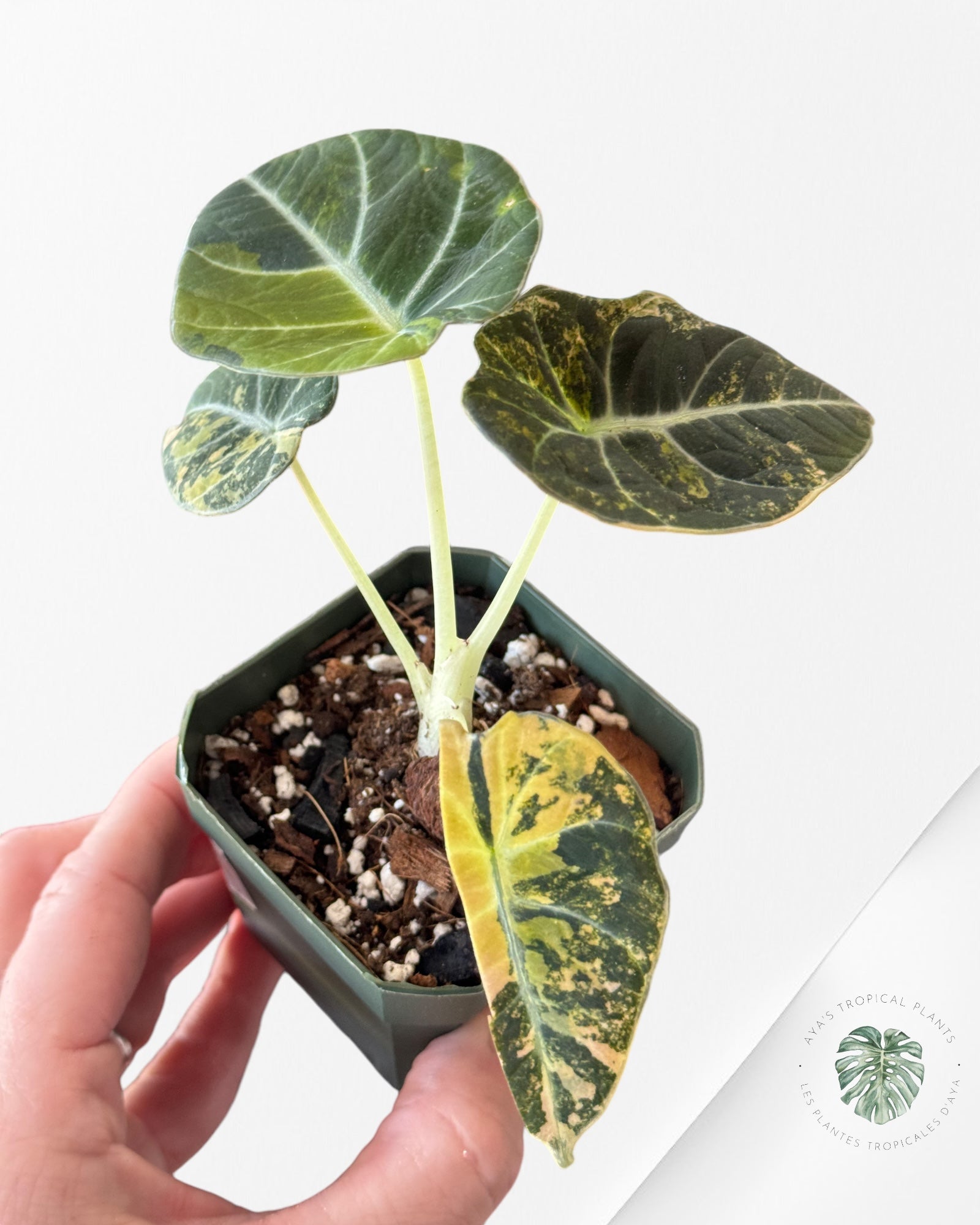 Alocasia Black Velvet Gold