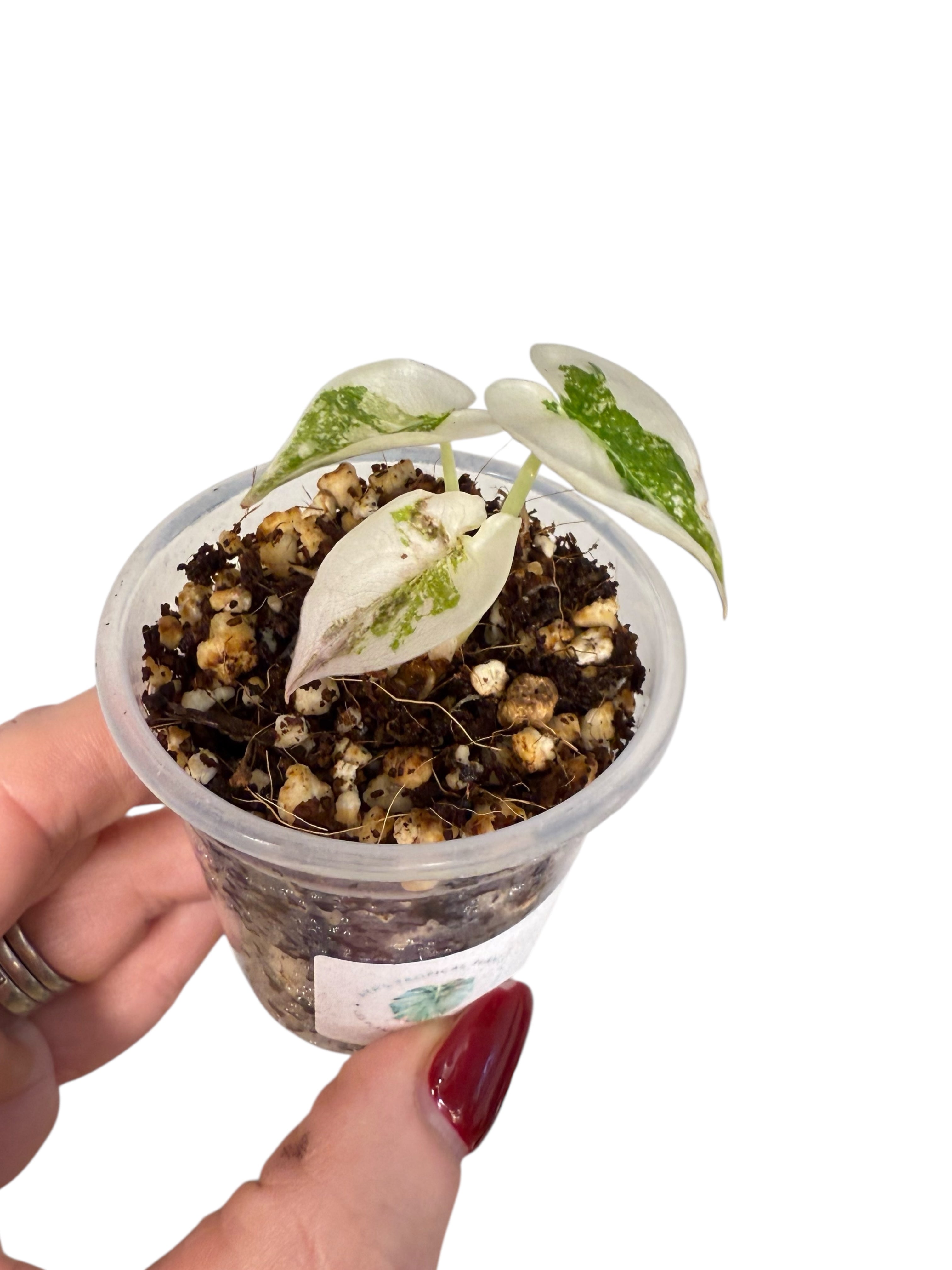 Alocasia Cuprea Pink Variegated | Rare TC Plant| Aya's Tropical Plants