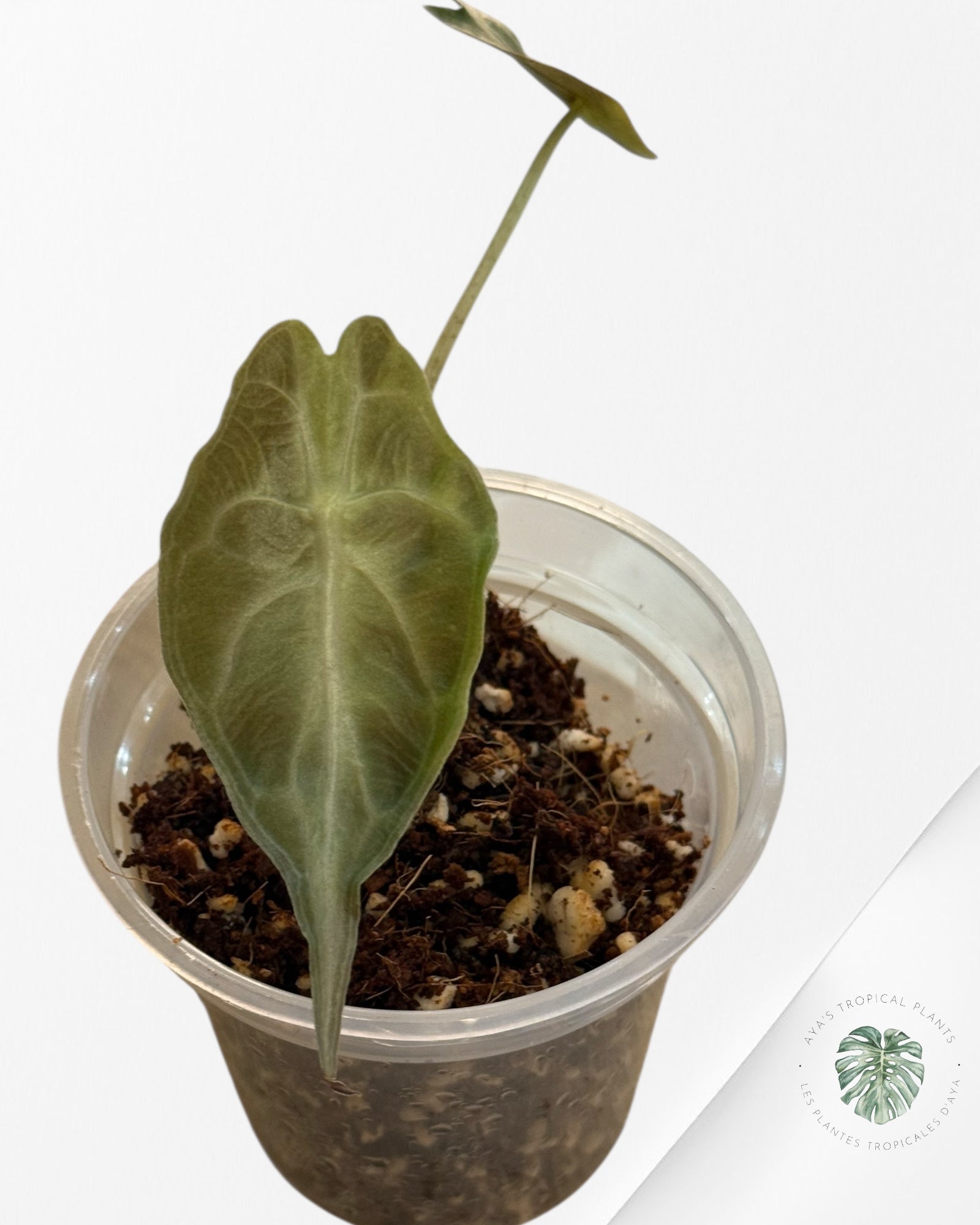 Alocasia Venom-EX400