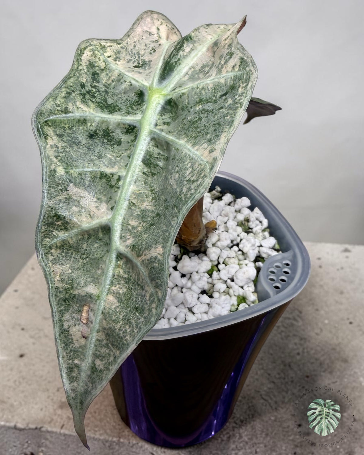 Alocasia Polly Lava Variegated