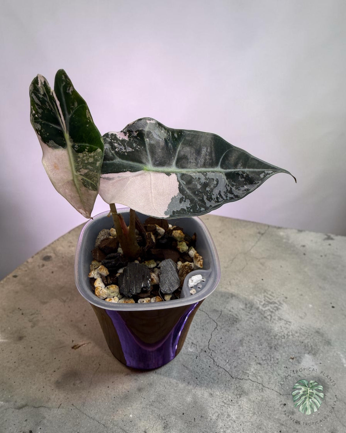 Alocasia Polly Pink Snowflake