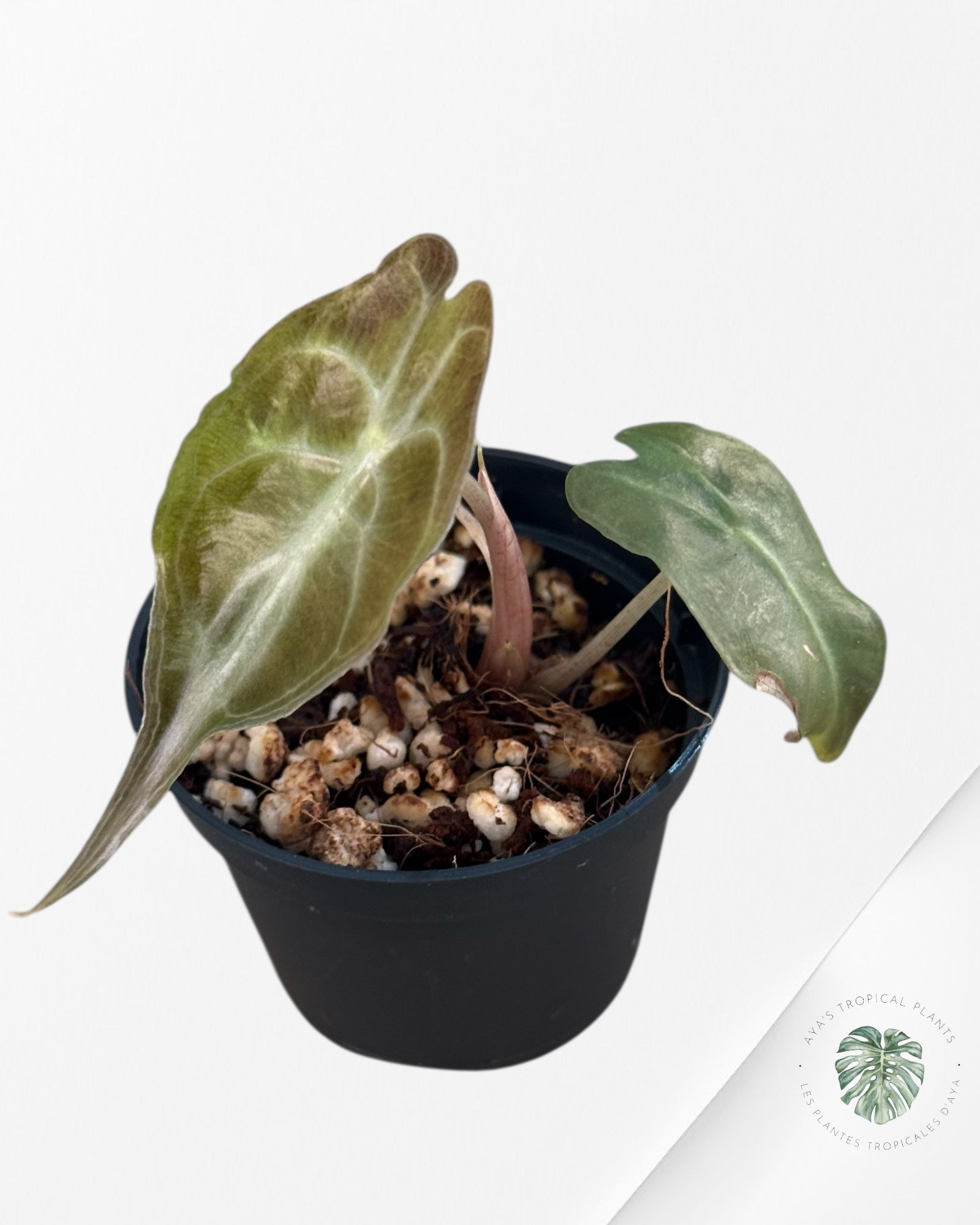 Alocasia Venom-EX500