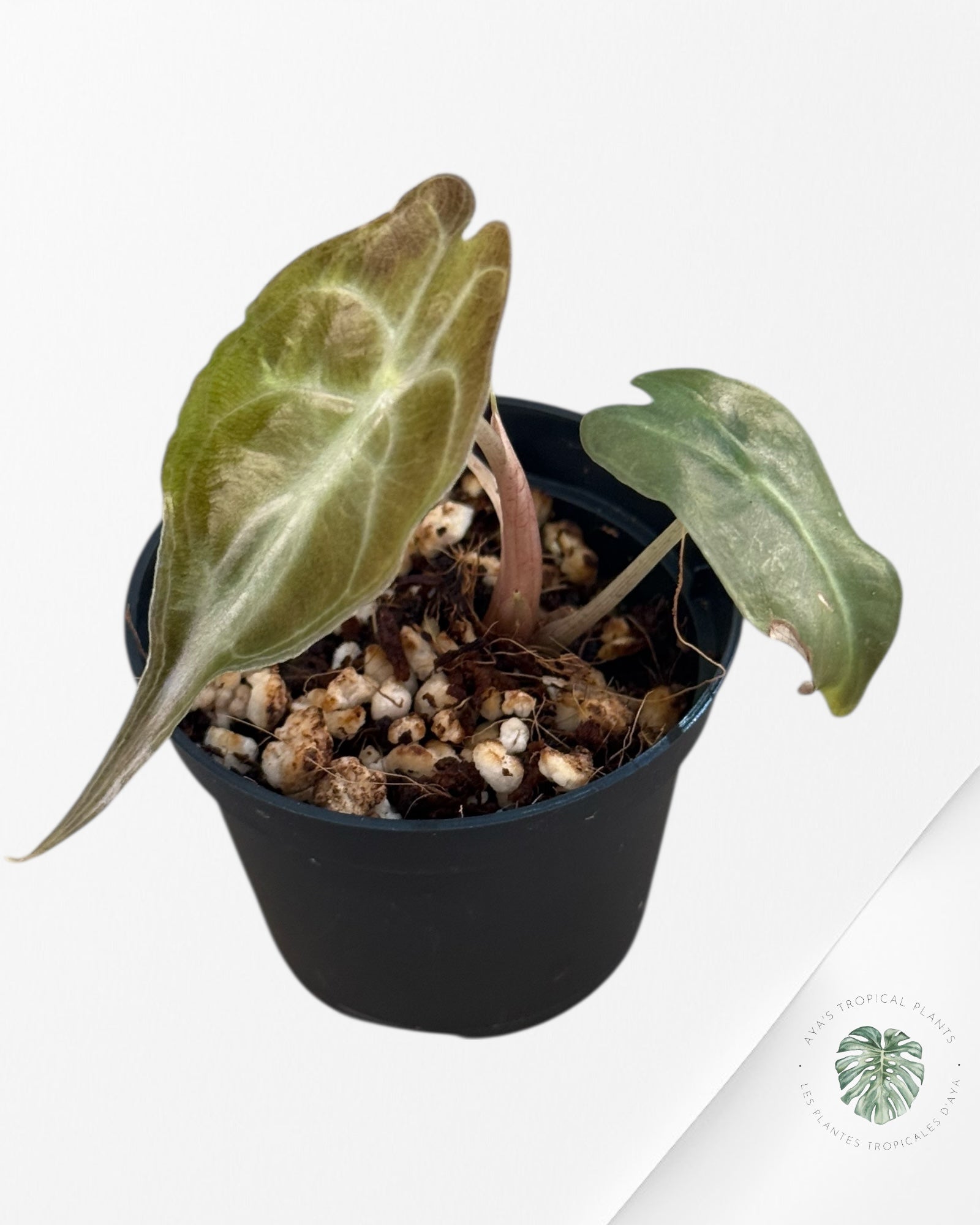 Alocasia Venom-EX500