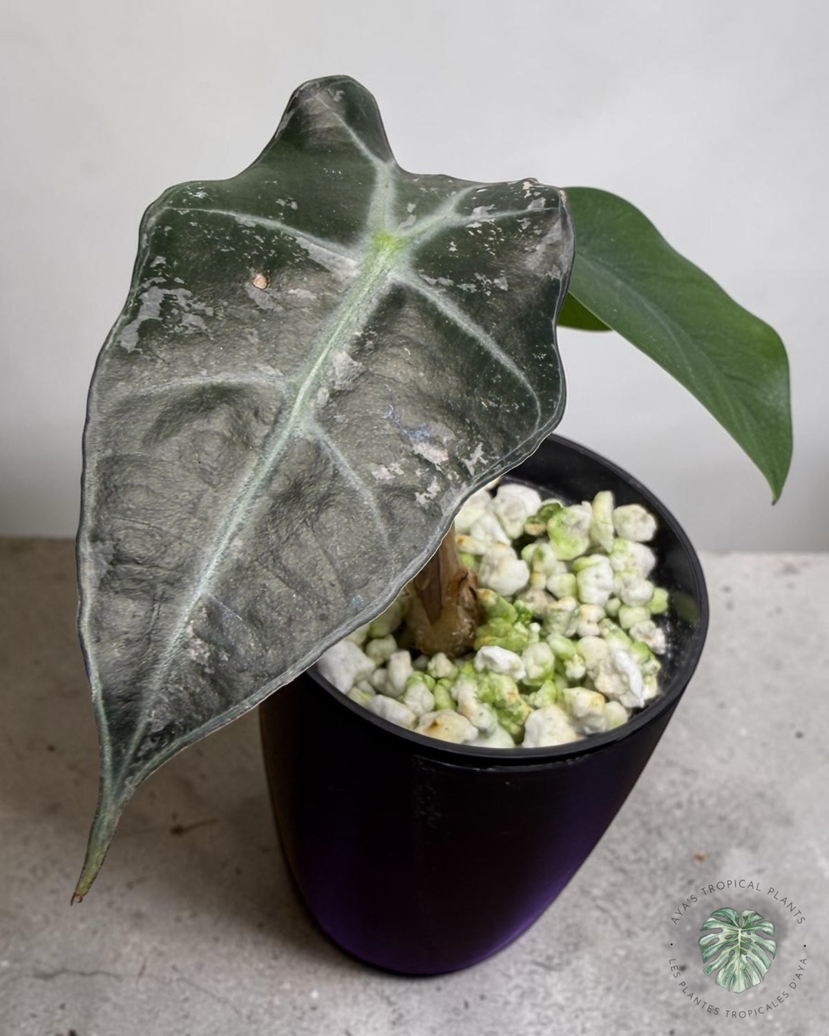 Alocasia Polly Pink Snowflake