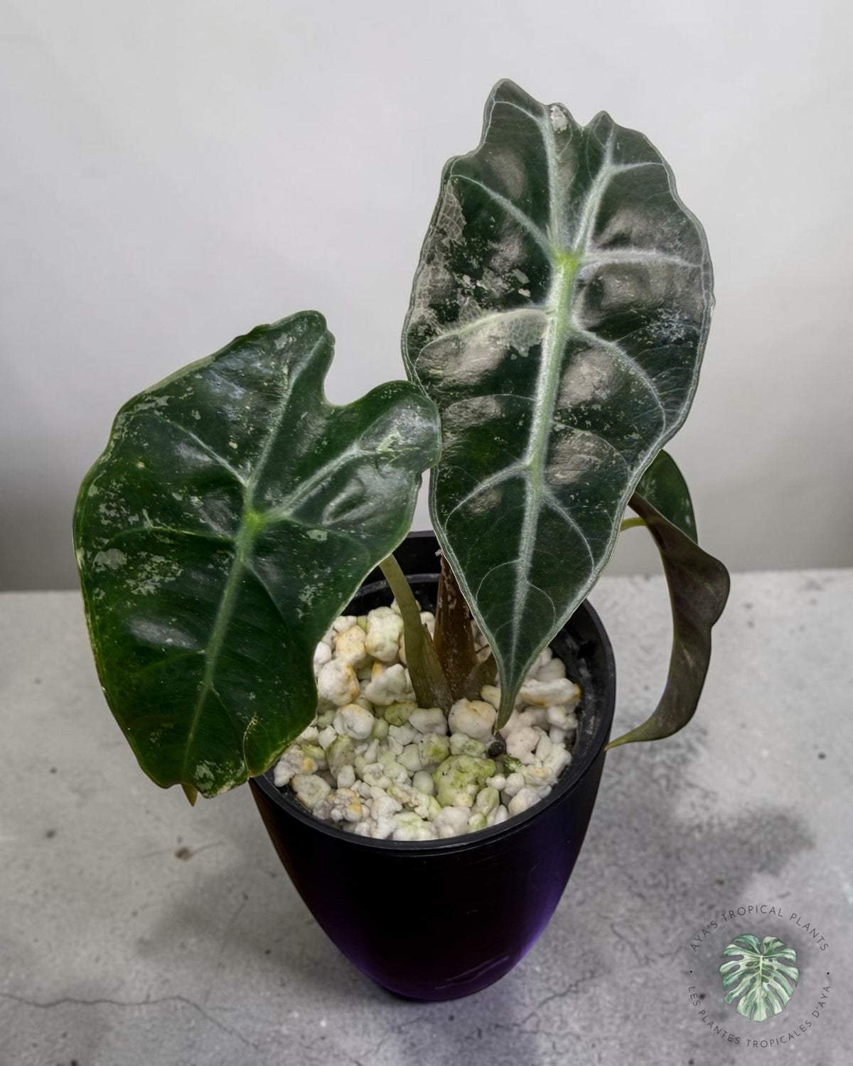 Alocasia Polly Pink Snowflake