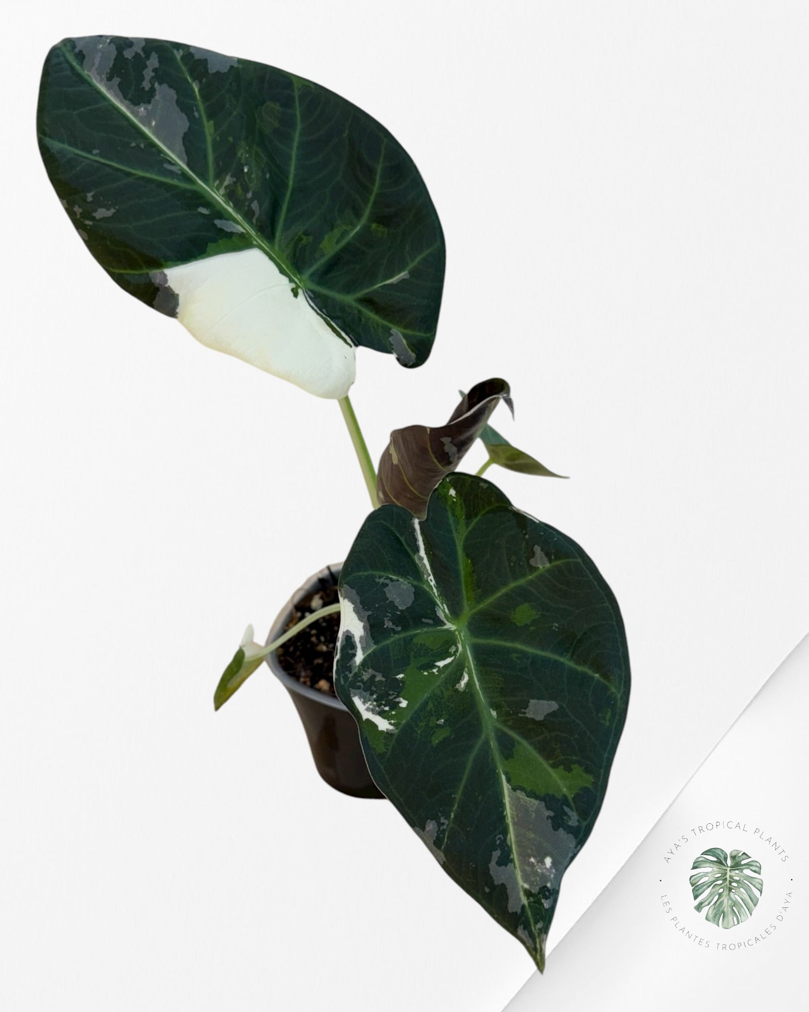 Alocasia Regal Shield Albo