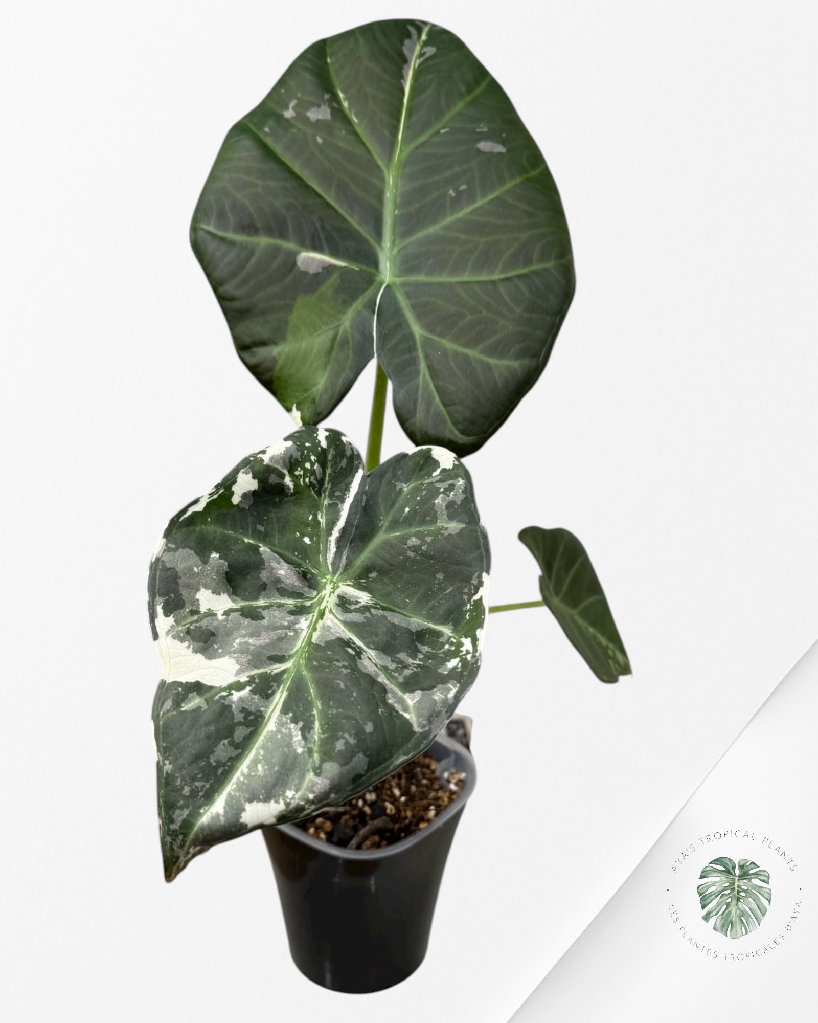 Alocasia Regal Shield Albo