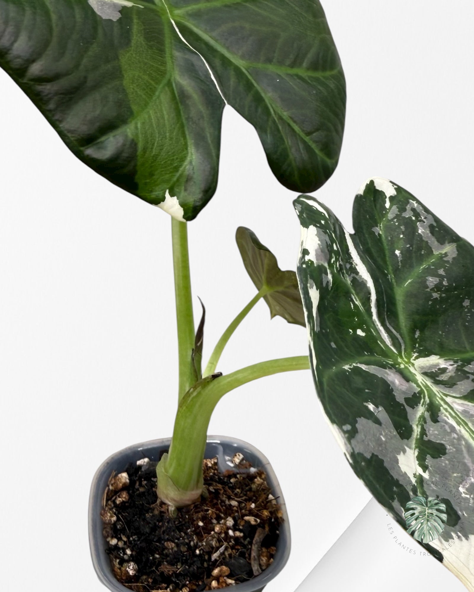 Alocasia Regal Shield Albo