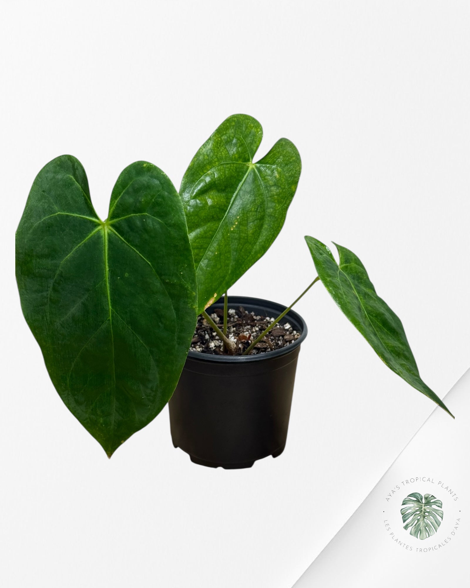 Anthurium 'Ace of Spades' x papillilaminum Fort Sherman'  - AF4