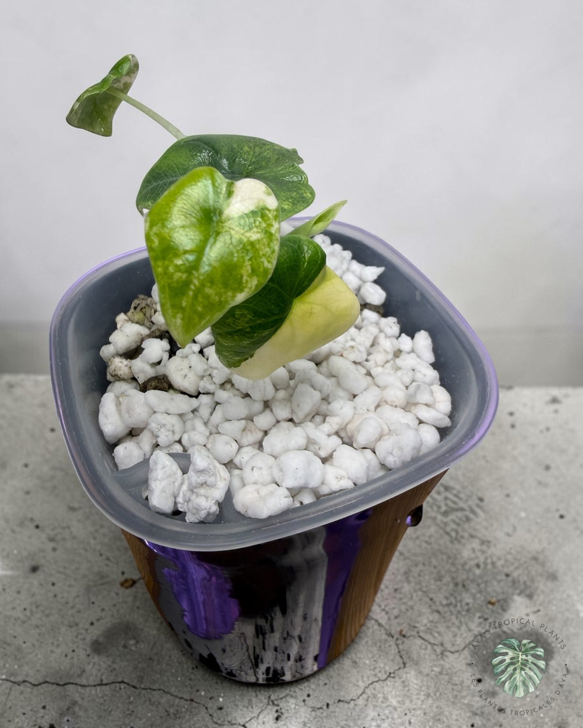 Alocasia Melo Aurea Variegated