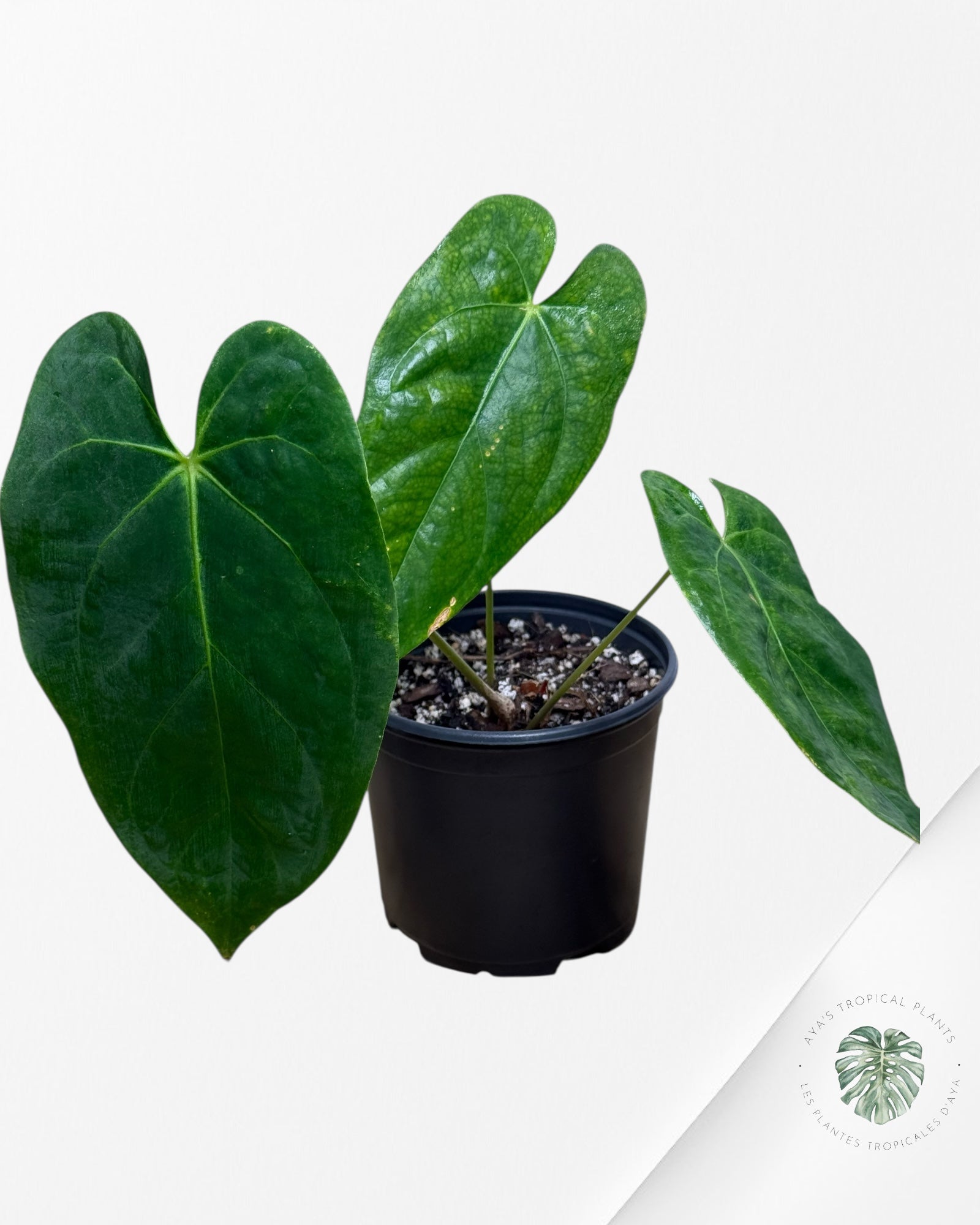 Anthurium 'Ace of Spades' x papillilaminum Fort Sherman'  - AF4