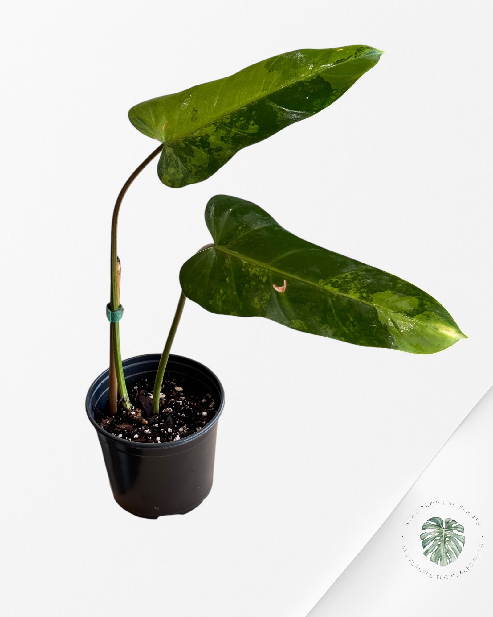 Philodendron whipple way Variagated-PWW2