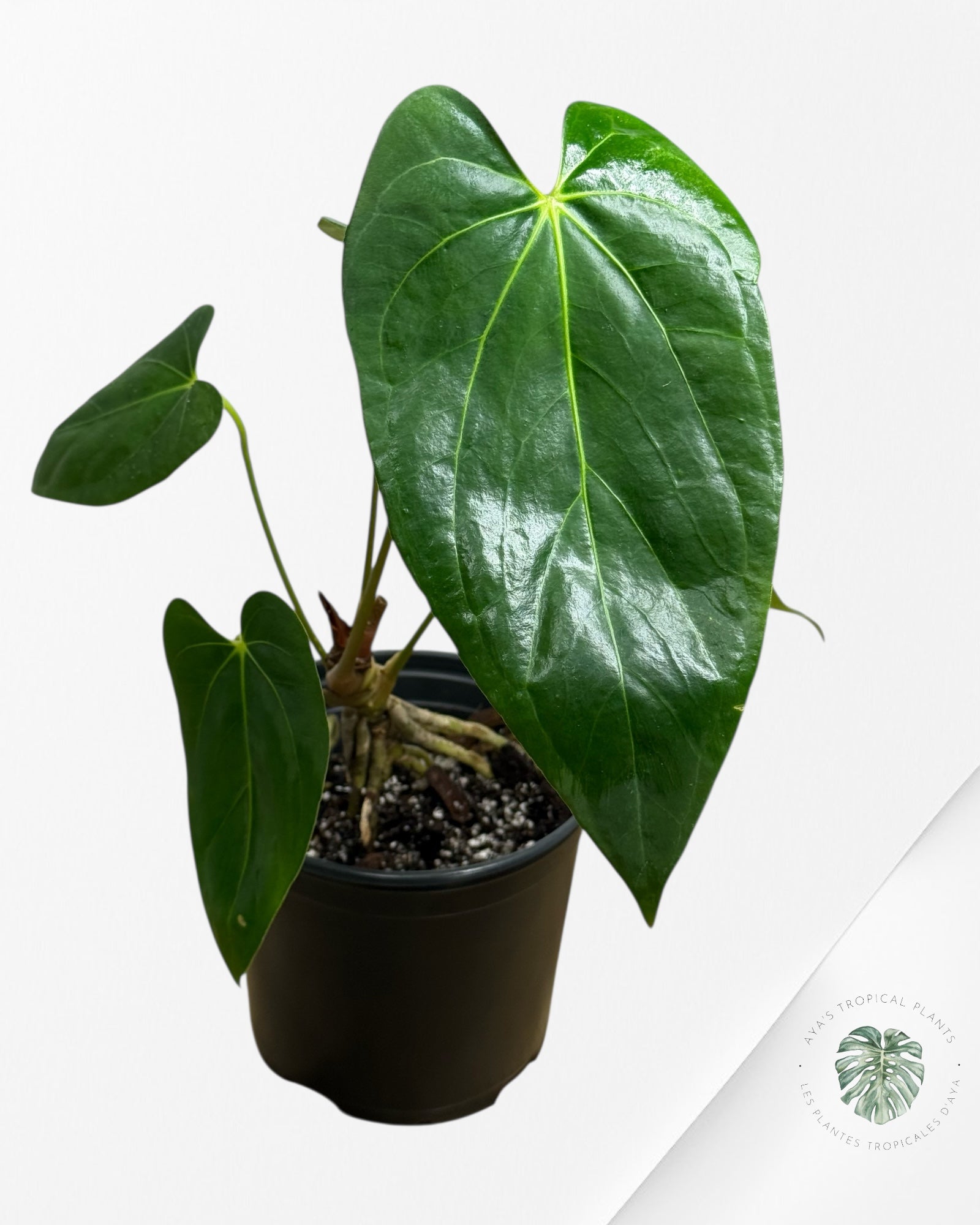 Anthurium 'Ace of Spades' x papillilaminum Fort Sherman'  - AF5
