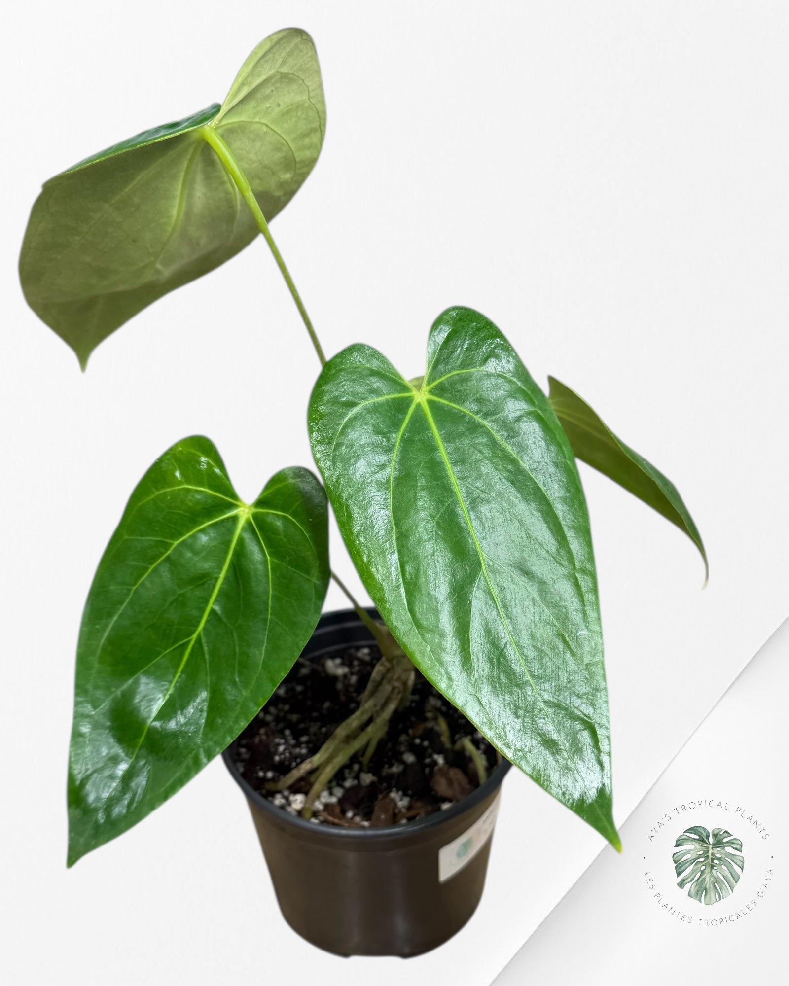 Anthurium 'Ace of Spades' x papillilaminum Fort Sherman'  - AF5