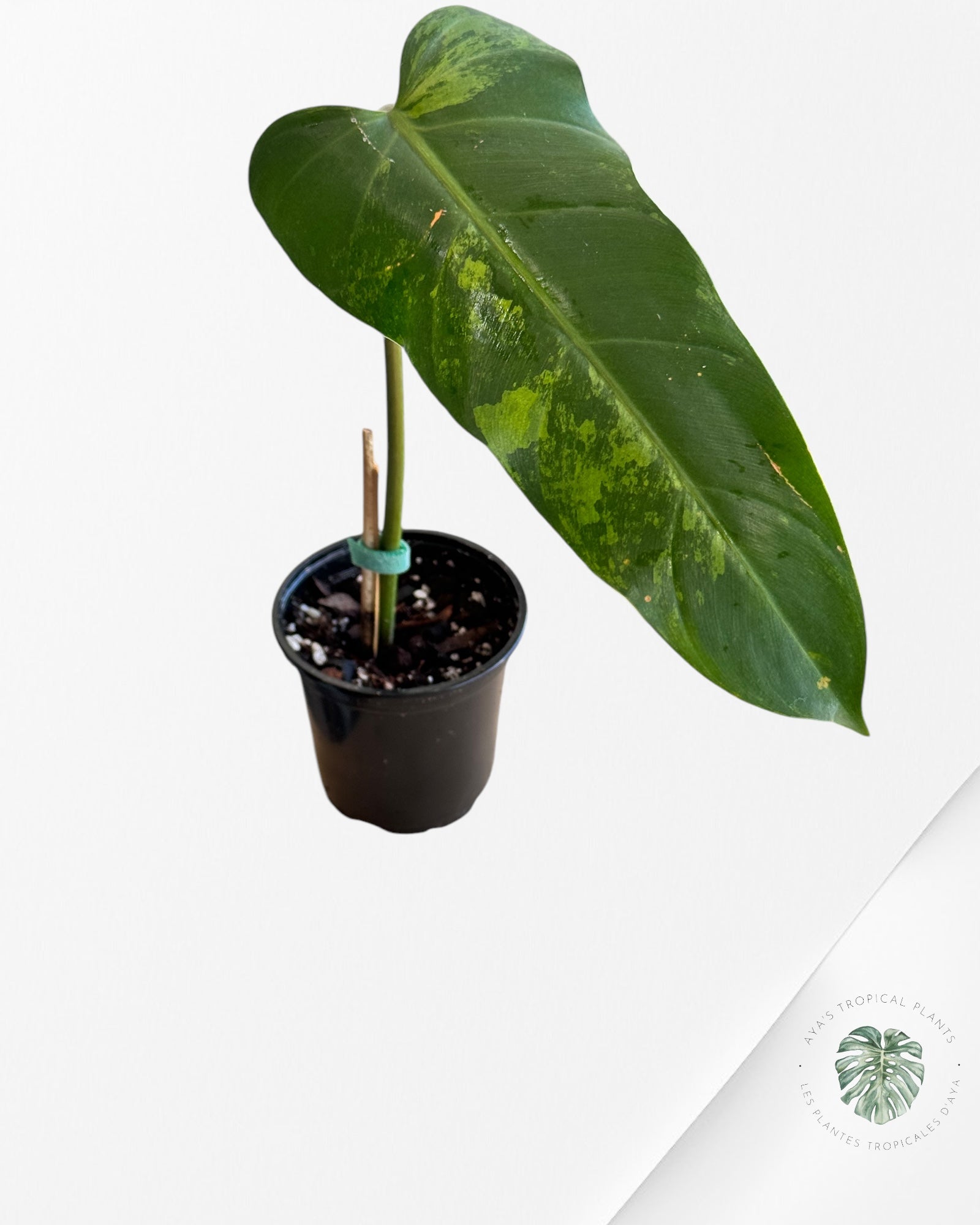 Philodendron whipple way Variaté-PWW1